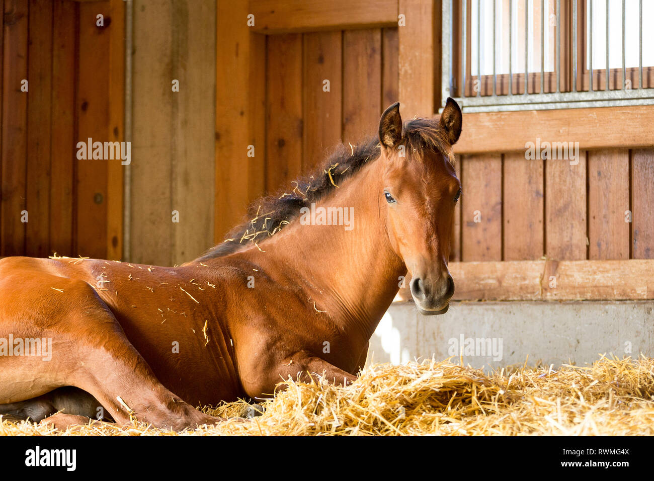 Iberischen Sport Pferd. Bay Fohlen ruht in einem Stall. Deutschland Stockfoto