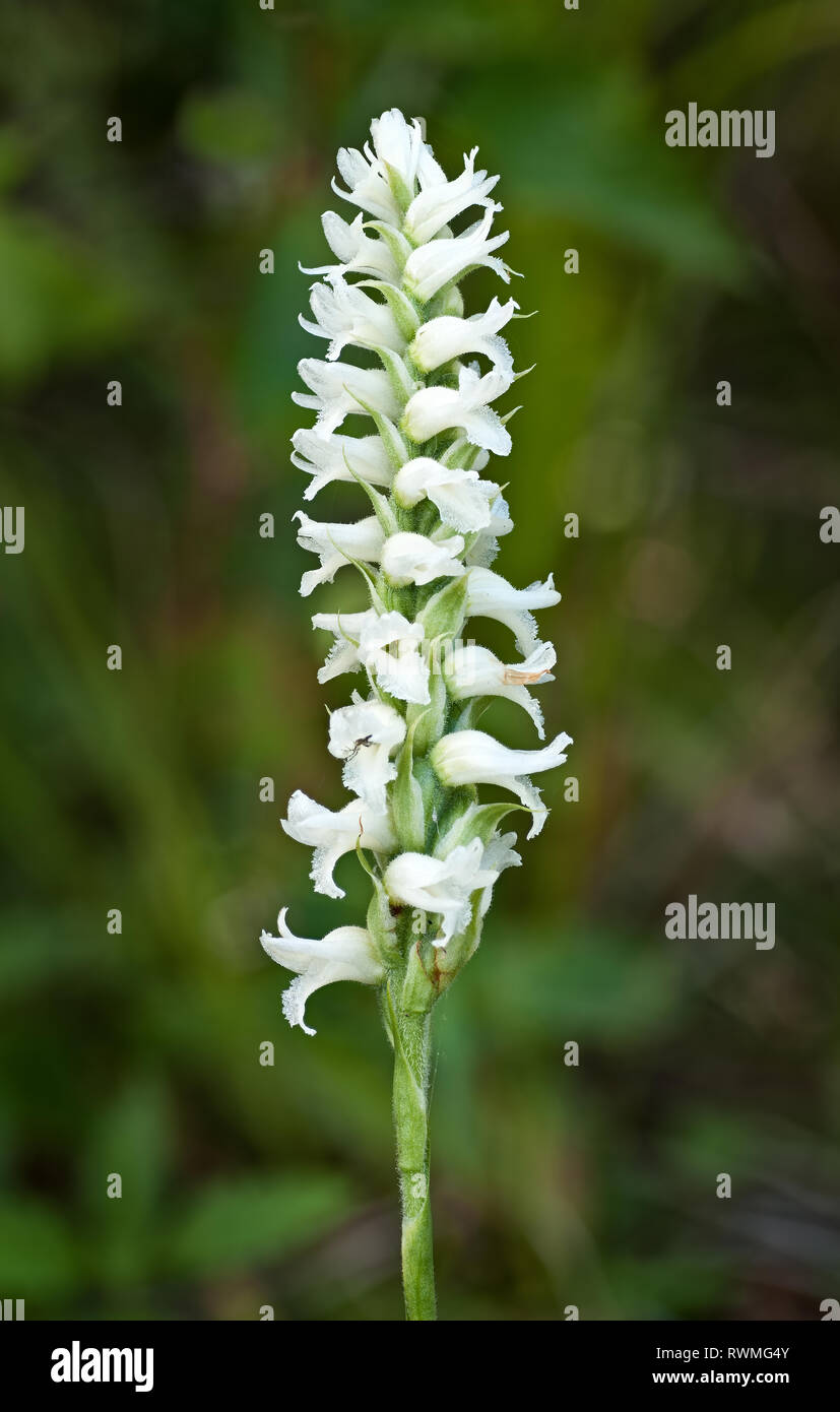 Tresses Hooded Ladies' (spiranthes Romanzoffiana) im südlichen Ontairo Mitte August Stockfoto