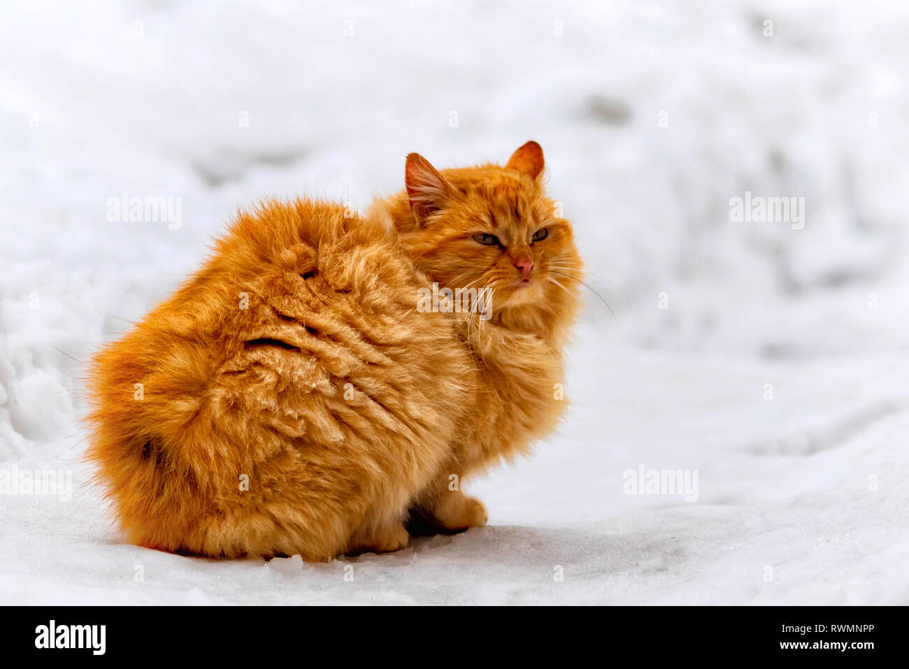 Street Homeless rote Katze sitzt auf dem Schnee Stockfoto