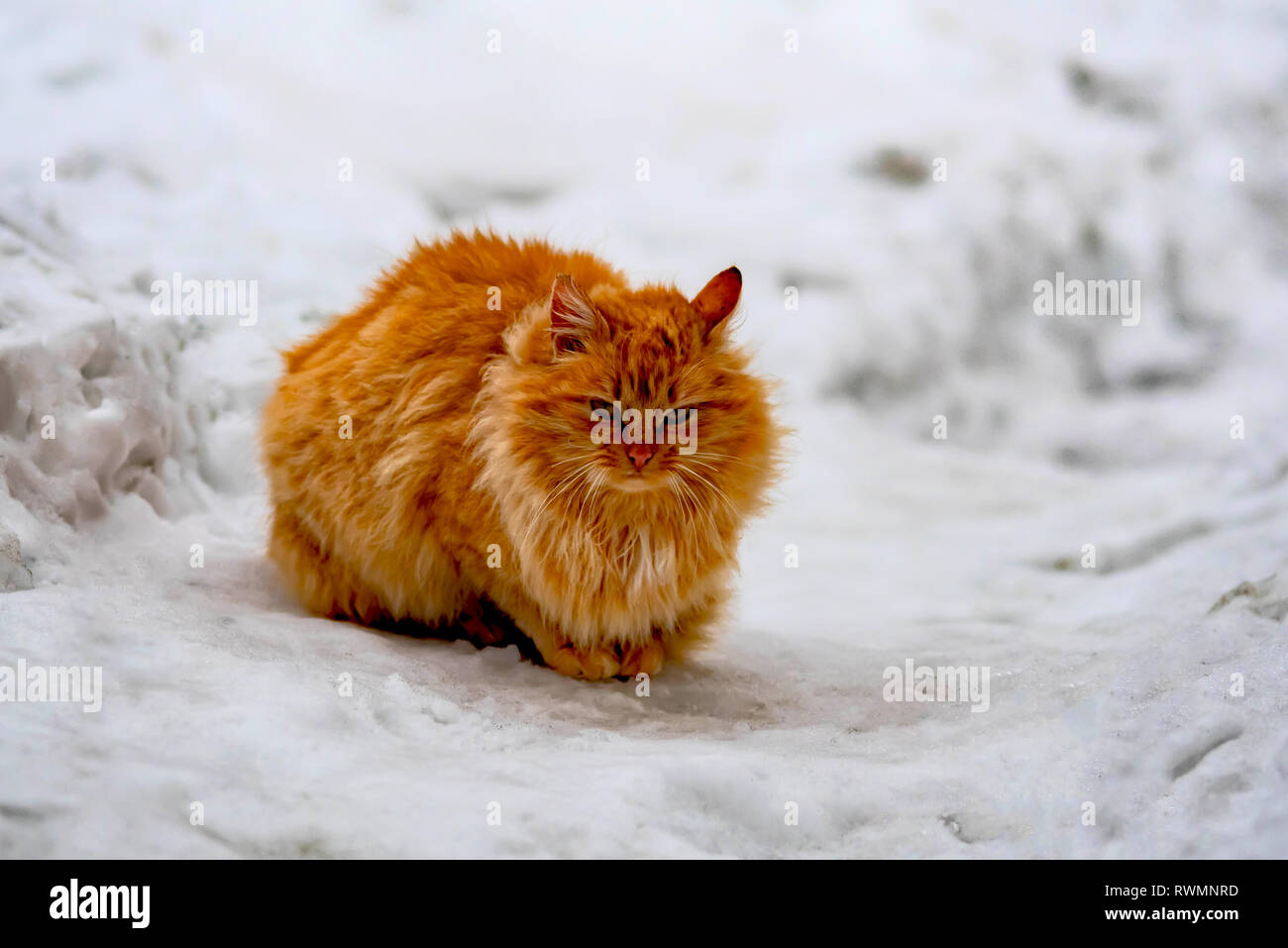 Street Homeless rote Katze sitzt auf dem Schnee Stockfoto