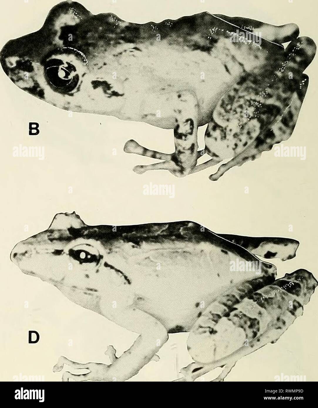W 4 50 breit Fotos und Bildmaterial in hoher Auflösung Alamy