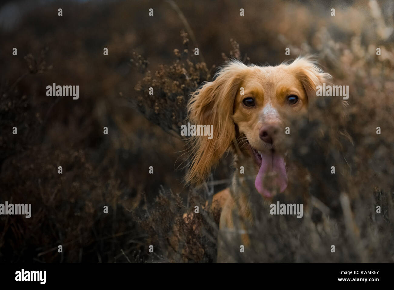 % Wochen alten Wurf von Working Cocker Spaniels in einem Korb posing Stockfoto