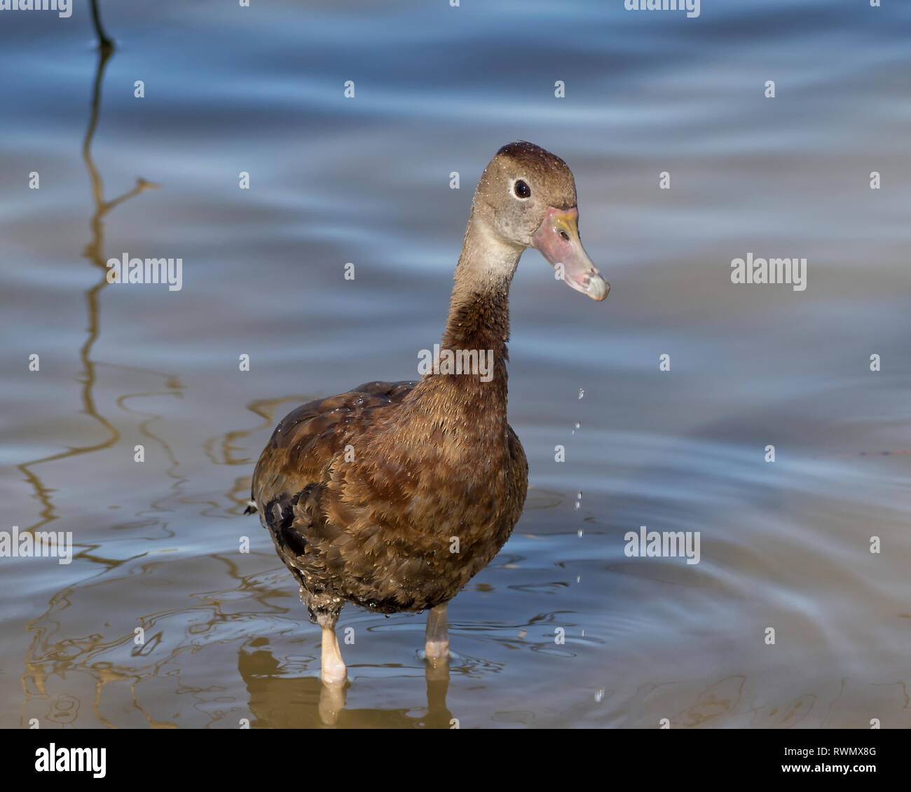 Ein jugendlicher Schwarz-bellied Pfeifen Ente im Wasser eines Corpus Christi, Texas Teich. Stockfoto