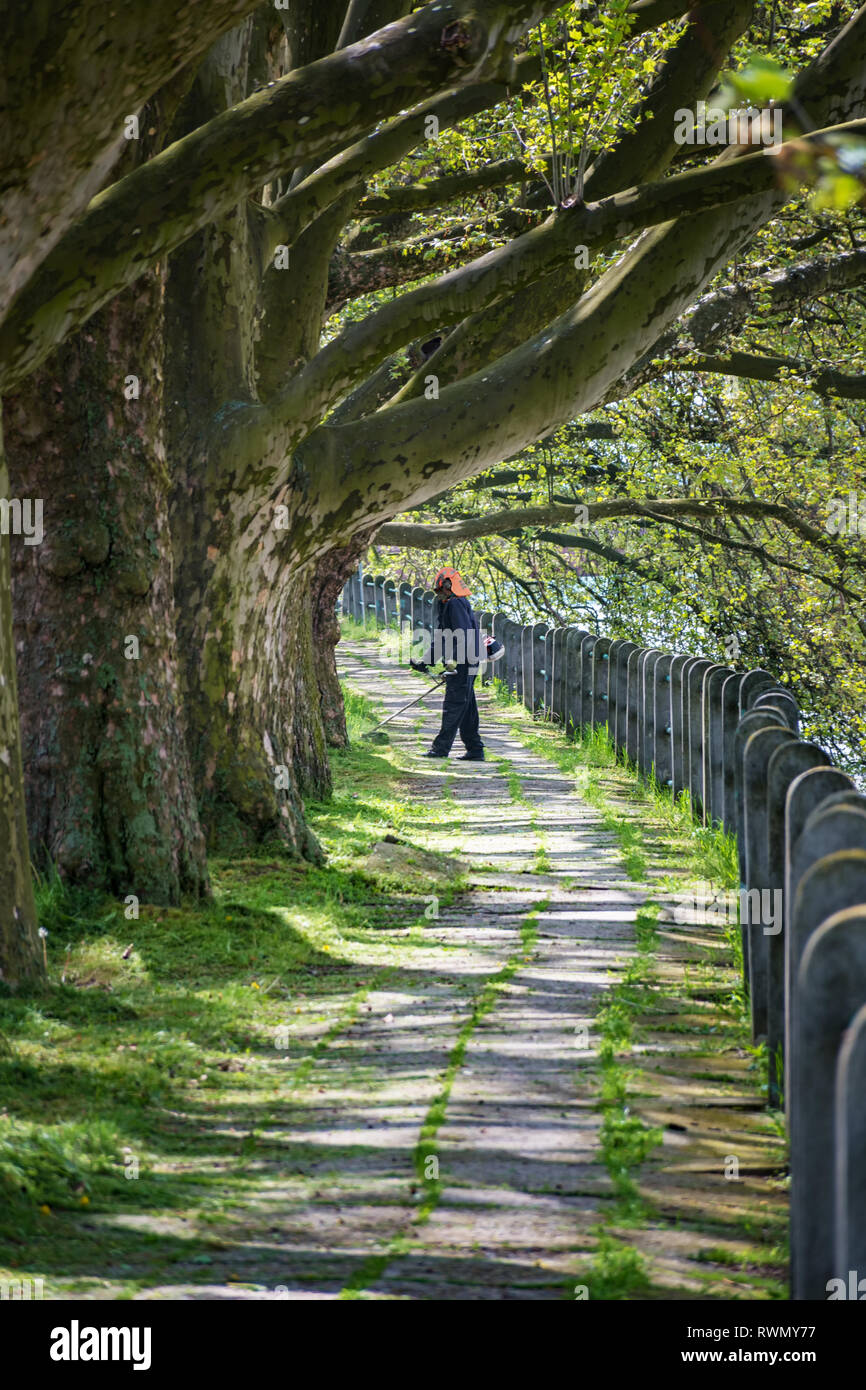 Mann in Schutzhelm Verkleidungen bewachsenen Rasen ringsum Bäume von Grass cutter Stockfoto