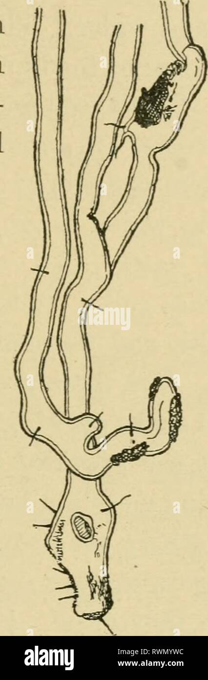 Elemente der Landwirtschaft, für die Elemente der Landwirtschaft, für den Einsatz in Schulen elementsofagricu 00 mcbr Jahr: 1901 Abb. 7. - junge radieschen Pflanze:^4, junge Pflanzen sprießen-ed wie beschrieben in Experi- ment, s. 3 * 5; i^, junge Pflanzen aus dem Boden. (Bankkontokorrent-guthaben Zeichnungen von Foto-Diagramme.) Abb. 8.-Root-Haare von oat Anlage magni-fied 80 0 Mal; zeigt kleine Erde-teilchen, dis - von SAP von den Wurzeln gelöst. (Von Sachre Exp. Phys. d. Pflarzen.) und neu bepflanzt es fast immer verwelkt, mehrere Tage wieder aufleben zu lassen. Es verwelkt, weil viele seiner Wurzelhaare zerstört werden und somit das Wasser su Stockfoto