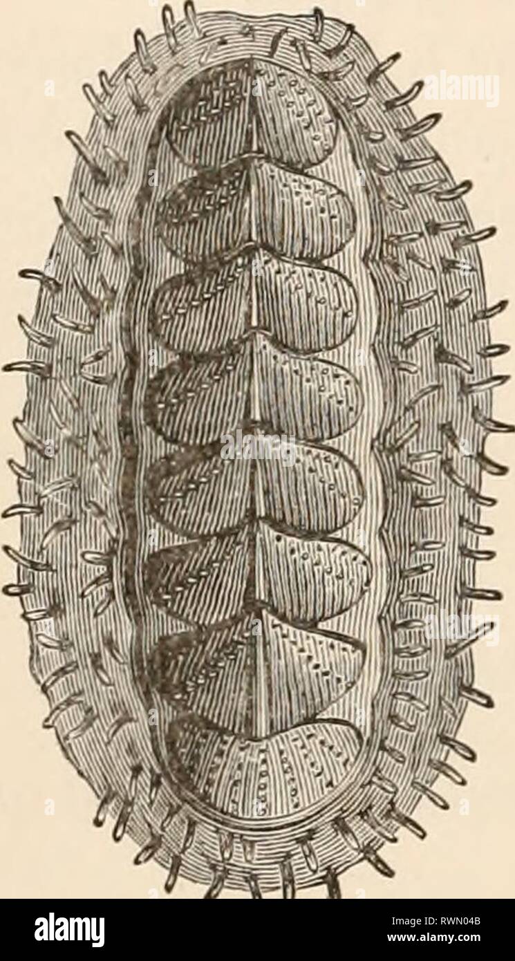 Elementare Lehrbuch der Zoologie (1884) Elementare Lehrbuch der Zoologie elementarytextbo 0201 clau Jahr: 1884 44 MOLLUSCA. Sub-Auftrag 1. Placophora. * Körper vermiform, symmetrisch, ohne Augen und Tentakeln. Ventrale Oberfläche abgeflacht; dorsalen Oberfläche von kalkhaltigen Platten in eine Art und Weise, eine hinter der anderen gesetzt. Kiemen und Niere gekoppelt. Die Placophora sind die meisten fast Allied aller Mollusca auf bestimmte Formen der Würmer, zu denen sie etwa durch die Gattungen und Neomenia Chceioderma. Die symmetrische Körper nicht ein abgetrennter Kopf, Augen, oder tentakeln besitzen. Die körperdecke Stockfoto