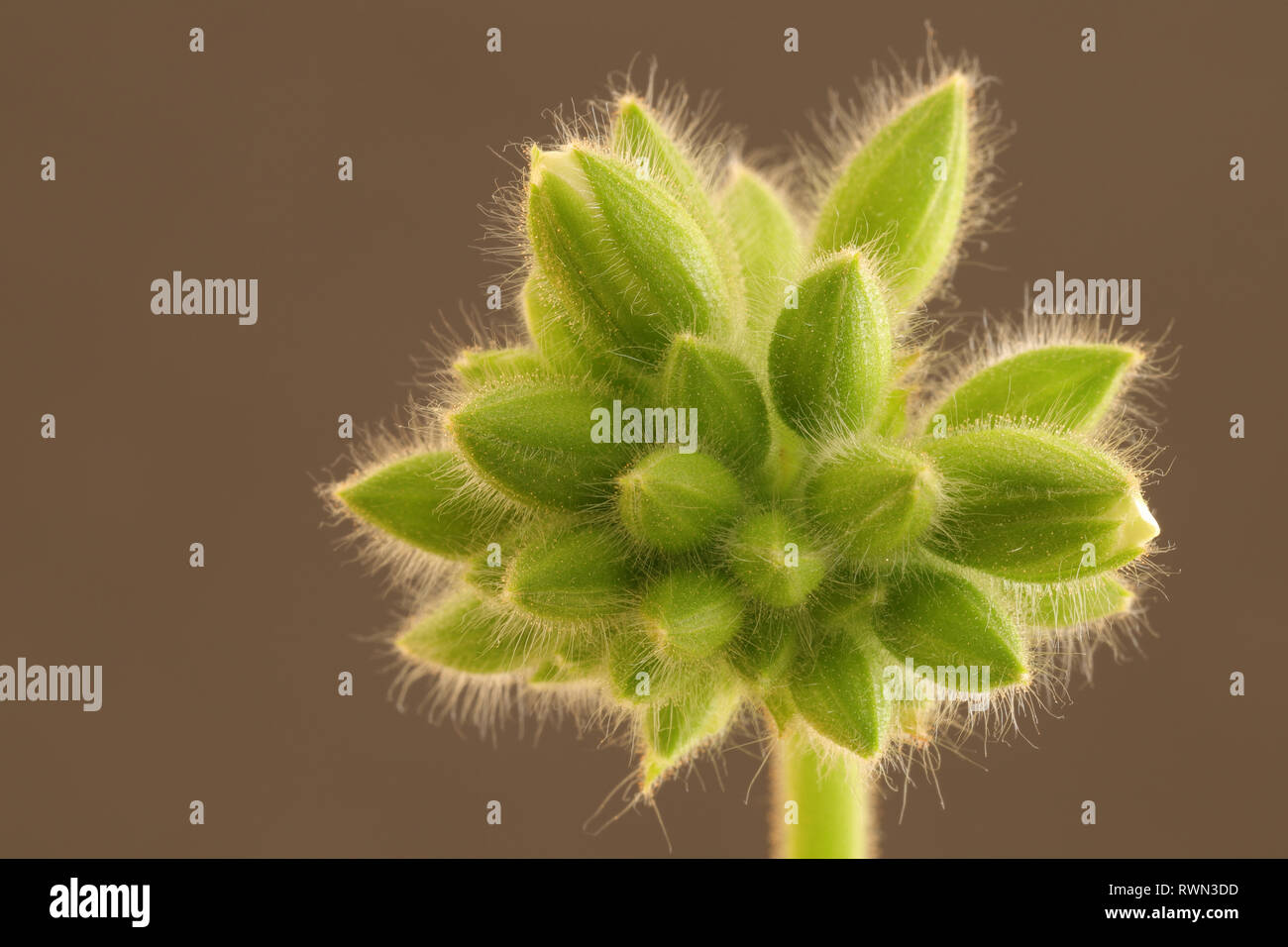 Geranium Blütenknospen bereit sich zu öffnen Stockfoto