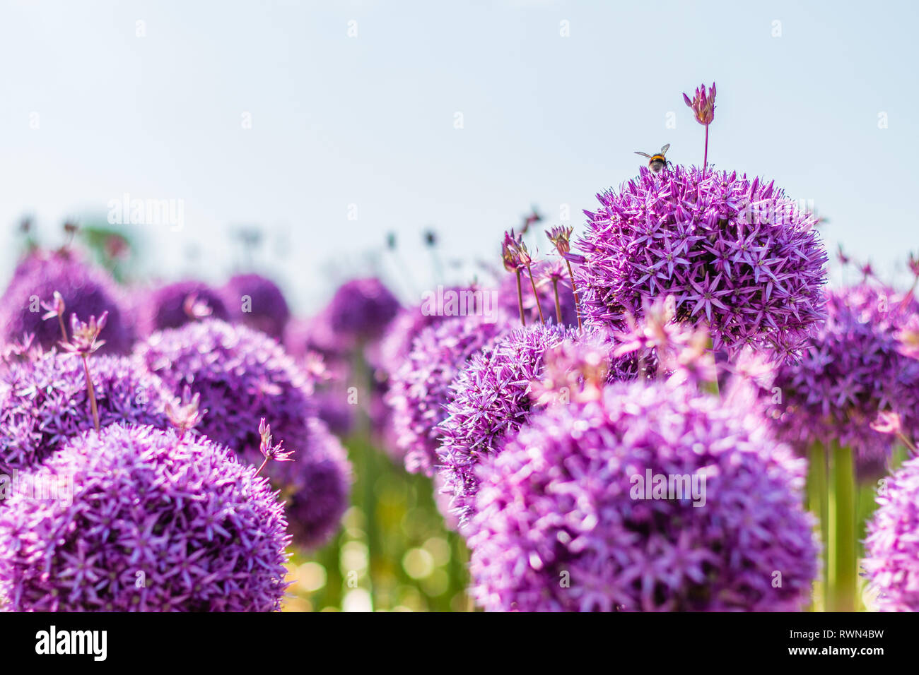 Hummel auf der wunderschönen violetten Stern-beschmutzte Lauch Stockfoto