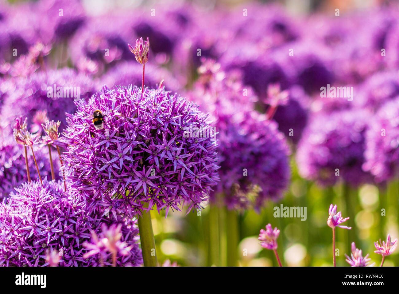 Hummel auf der wunderschönen violetten Stern-beschmutzte Lauch Stockfoto