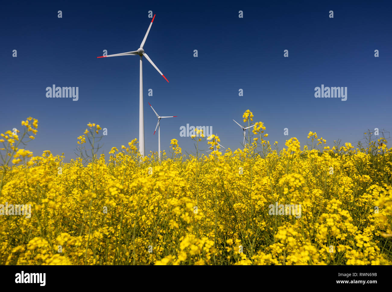 Windkraftanlagen. Felder mit Windmühlen. Raps Feld in der Blüte. Erneuerbare Energien. Die Umwelt zu schützen. Dobrogea, Rumänien Stockfoto