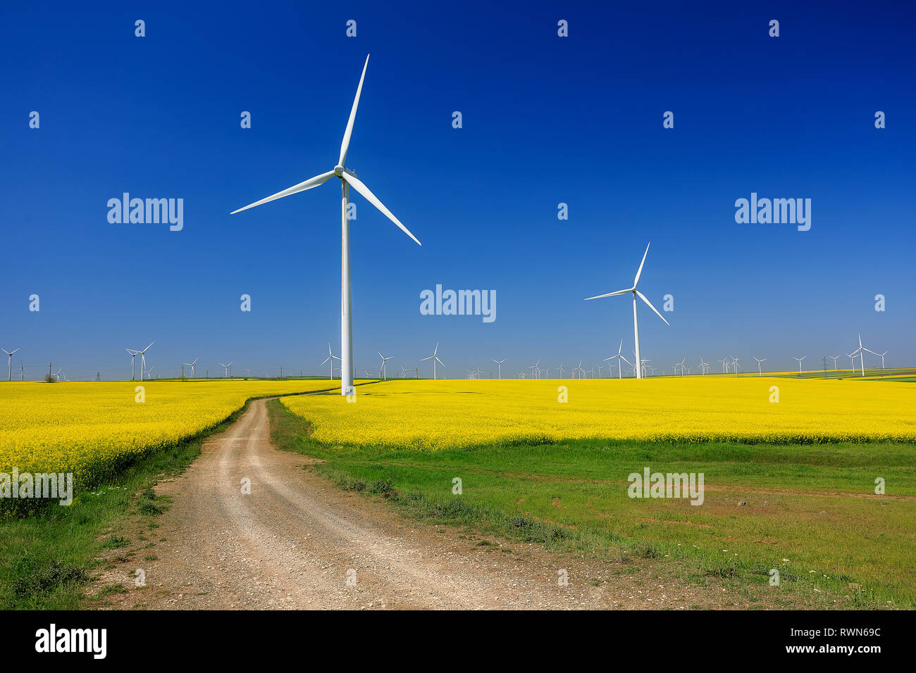 Windkraftanlagen. Felder mit Windmühlen. Raps Feld in der Blüte. Erneuerbare Energien. Die Umwelt zu schützen. Dobrogea, Rumänien Stockfoto