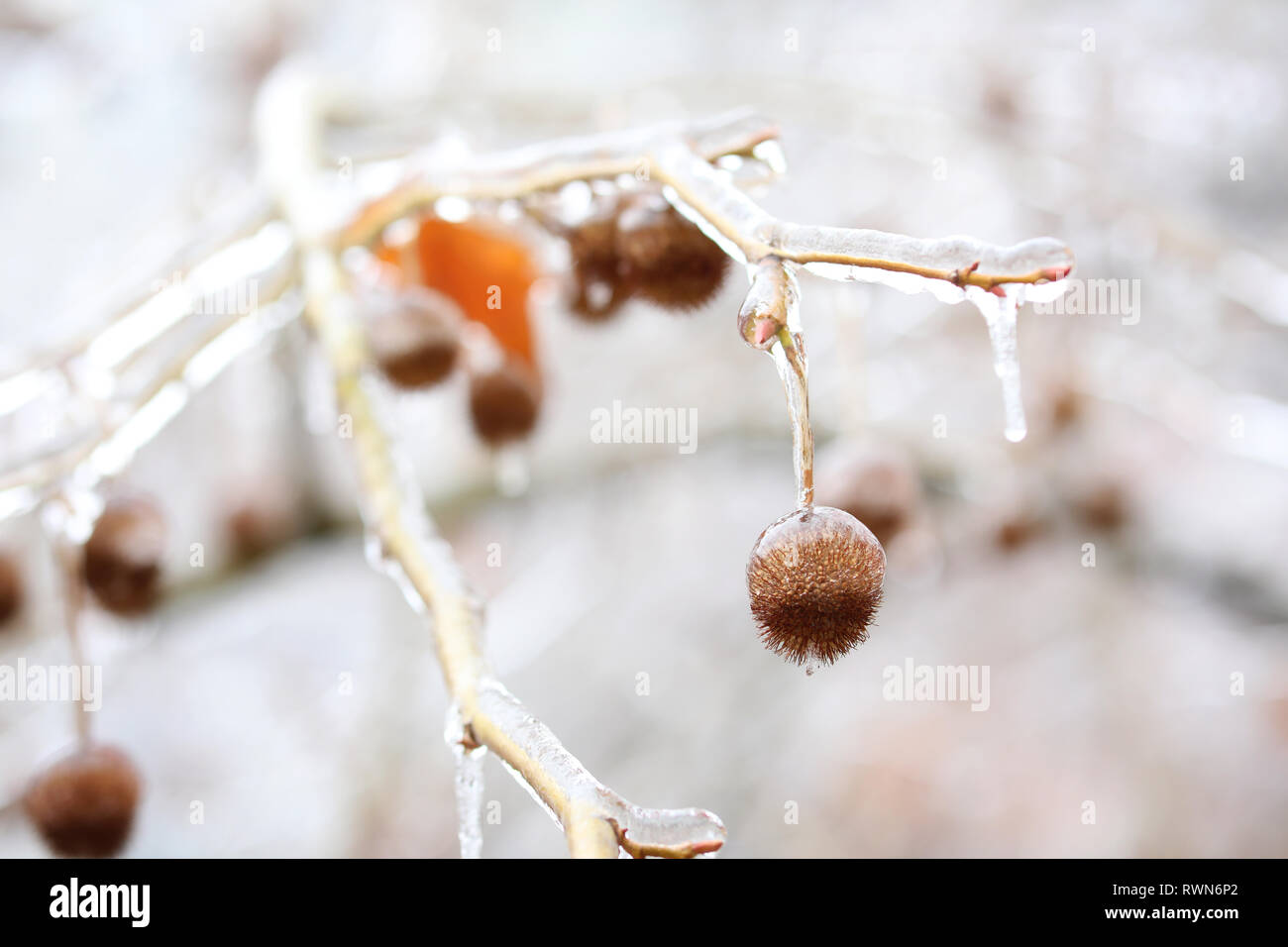 Zweig Baum mit Schnee und Eis als Folge der regen bedeckt. Gefrierender Regen Stockfoto