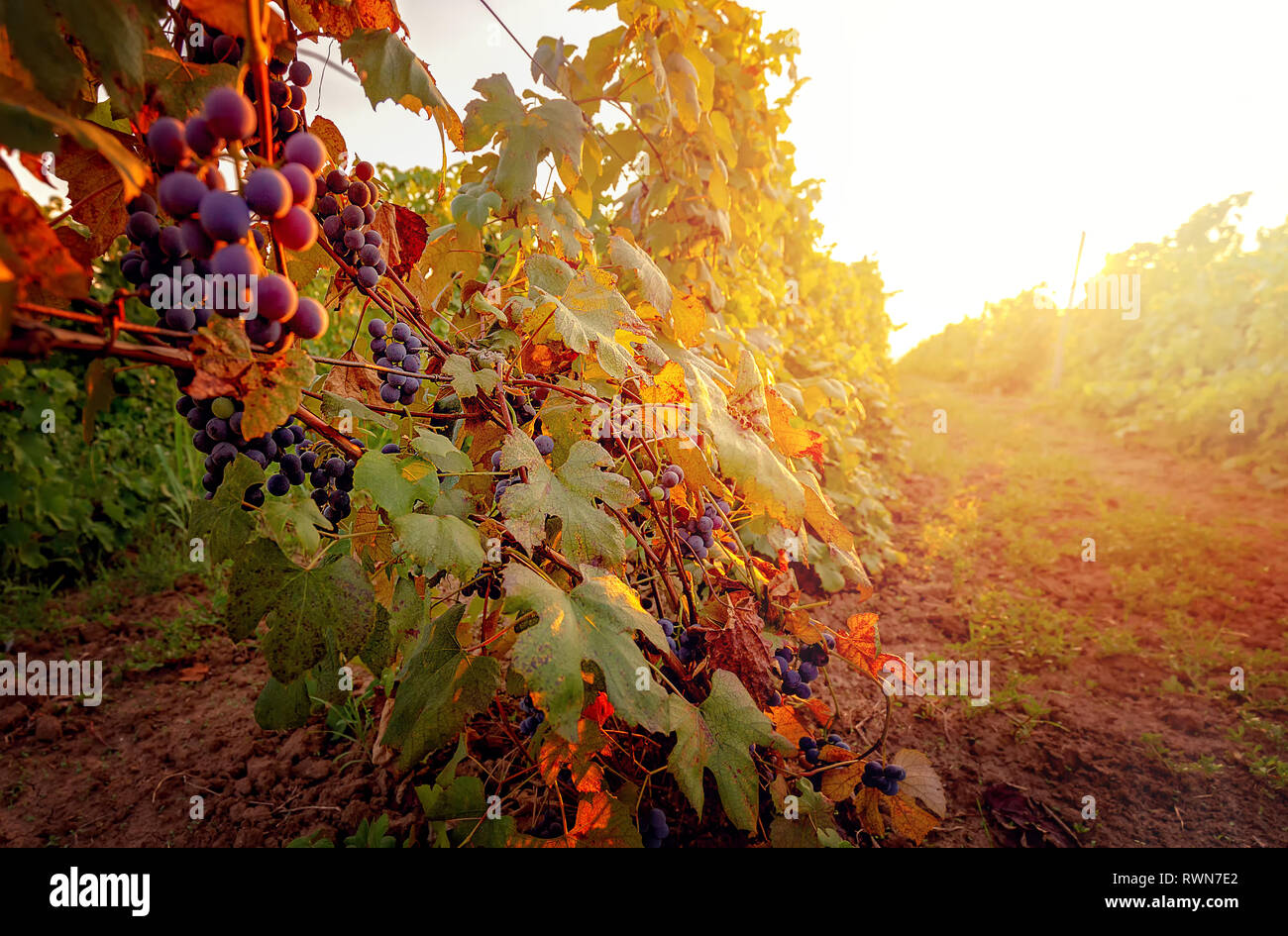 Authentische rustikale Weinberge in Rumänien bei Sonnenuntergang im Herbst Ernte. Getönt Stockfoto