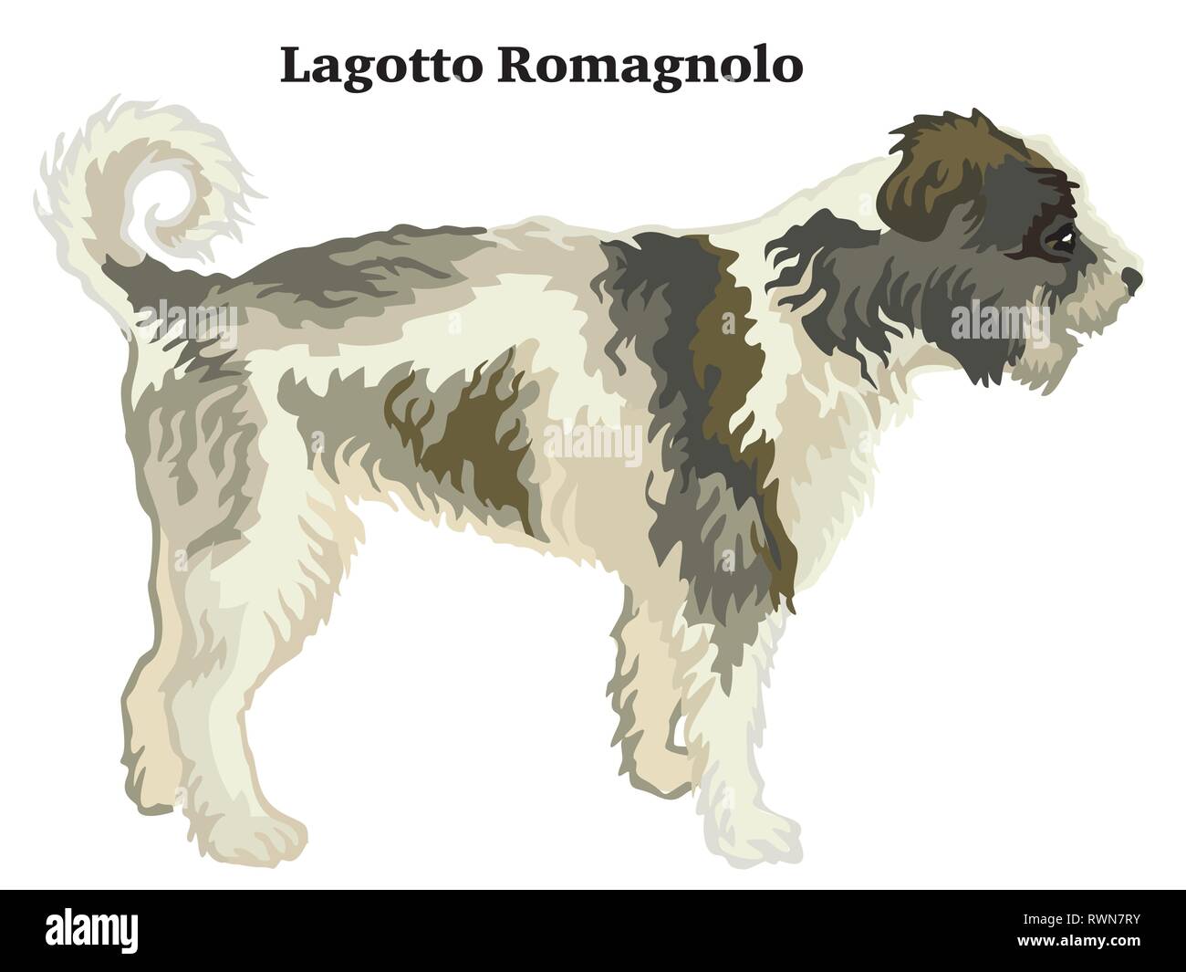 Dekorative Umrisse Portrait von ständigen im Profil hund Lagotto Romagnolo, Vektor bunte Abbildung auf weißem Hintergrund. Bild für Design Stock Vektor