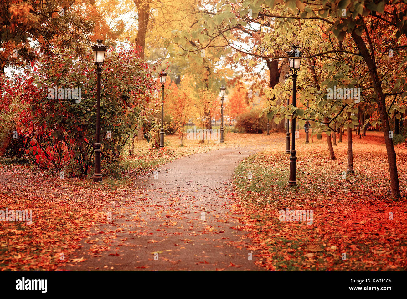 Goldener Herbst in einem öffentlichen Park. Schöne gelbe und rote Blätter und leere Gasse. Tolle Aussicht mit bunten Herbst Landschaft Stockfoto
