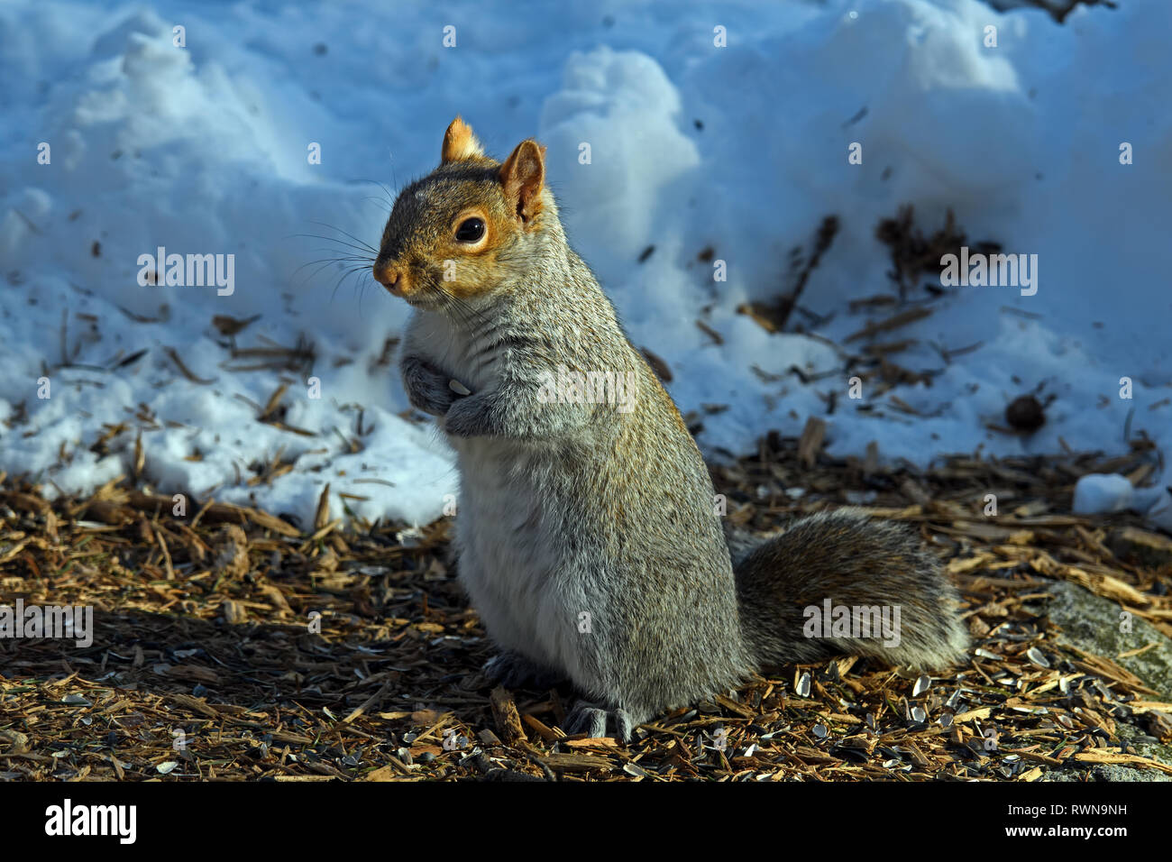 Östlichen grauen Eichhörnchen oder Sciurus carolinensis im späten Tag Sonne an einem kalten Winter Holding eine Sonnenblume Kernel. Stockfoto