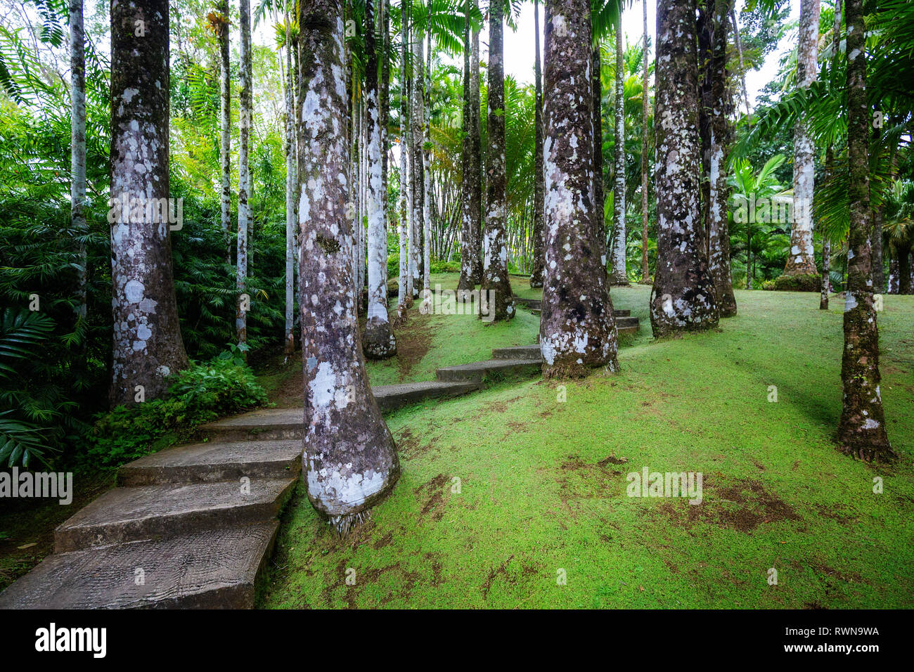 Fort-de-France, Martinique - Januar 15, 2018: Tropische Garten Balata. Die balata ist ein botanischer Garten auf der Route de Balata ca. 10 km, Stockfoto