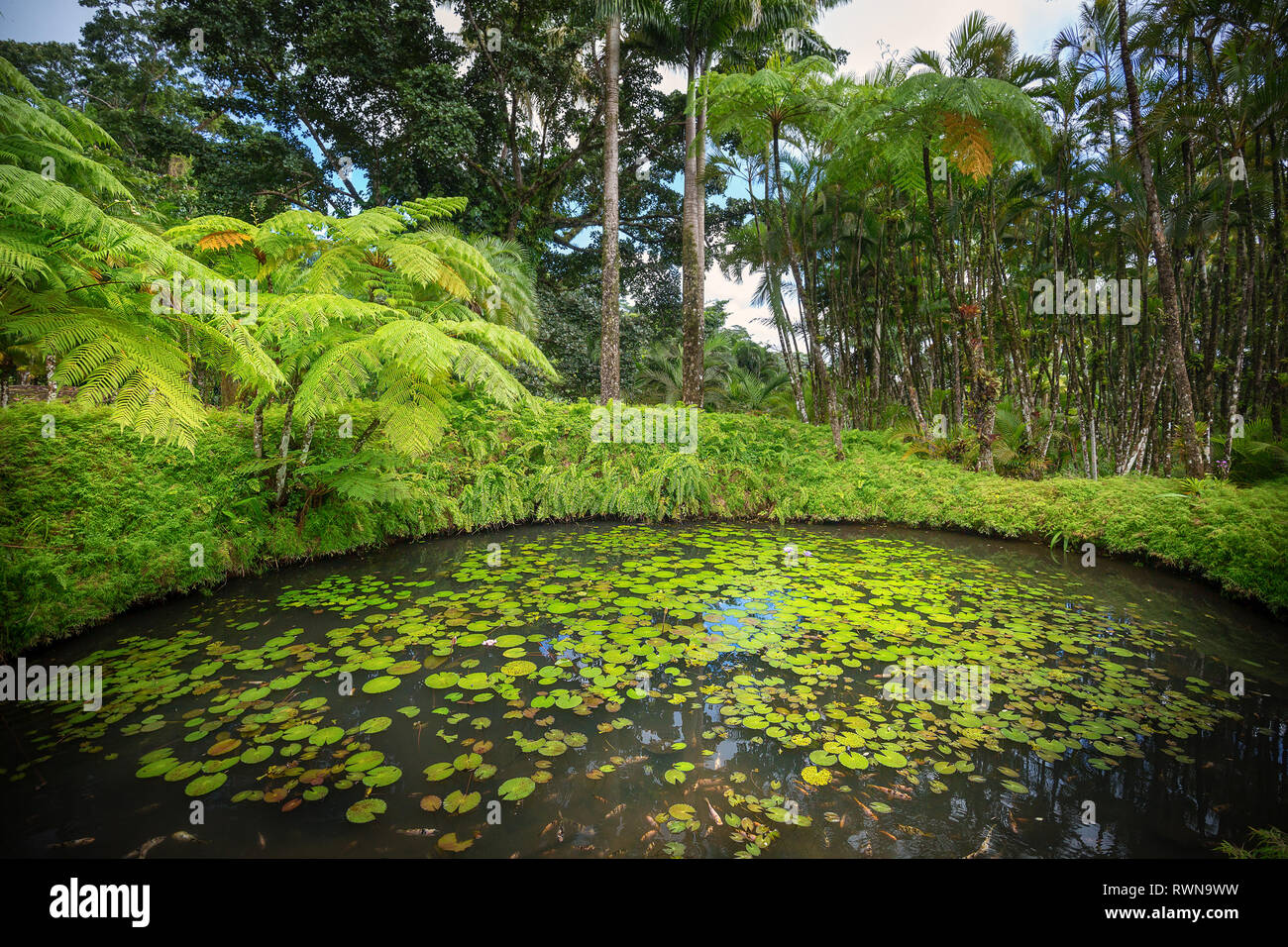 Fort-de-France, Martinique - Januar 15, 2018: Tropische Garten Balata. Die balata ist ein botanischer Garten auf der Route de Balata ca. 10 km, Stockfoto