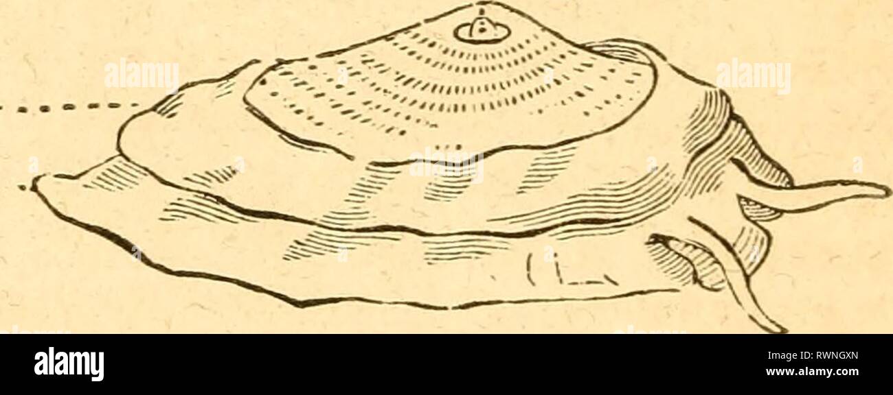 Elemente der conchology vorbereitet Elemente der conchology/Vorbereitet für die Nutzung der Schulen und der Hochschulen elementsofconcho 00 rusc Jahr: 1844 Abb. 76. HALIOTIS. ist ein doppelter Membran schnitt in Fransen und mit langen Filamenten eingerichtet. Auf der Außenseite der Tentakel finden wir zwei zylindrische pedicles, die Augen und der Mund ist bewaffnet mit einer Amtsleitung oder Rüssel. Die Außenfläche des Tanks dieser Muscheln sind nicht bemerkenswert; aber intern Sie sind durch eine Schicht von Perlmutt bedeckt, der Reichsten und wunderschön schillernde Farben. Sie sind in großer Anzahl gefunden - Mitglieder auf der felsigen Ufer o Stockfoto