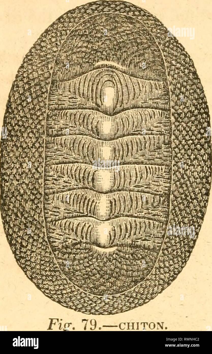 Elemente der conchology vorbereitet Elemente der conchology/Vorbereitet für die Nutzung der Schulen und der Hochschulen elementsofconcho 00 rusc Jahr: 1844 62 CHITON. 34. Andere cyclobranch gastero-Pods, genannt Chiton {Jig. 79), unterscheiden sich die Muscheln, die in der Art ihrer Shell, die anstelle eines tur-binated oder Schild - wie Stück, ist com - aus einer Reihe von Testaceous und symmetrische Skalen, die in der Regel acht an der Zahl, in den Mantel, und besetzen die mittlere Linie der th&lt; 3 zurück. Die Kanten dieses Mantel, so geschützt, sind auch sehr lederartige, und oft mit wenig Skalen, Stacheln, oder ha eingerichtet Stockfoto