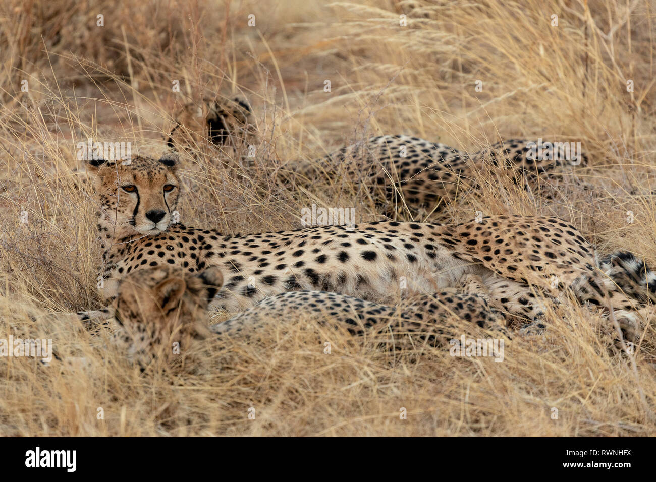 Geparden Familie entspannende im Grasland in der Masai Mara, Kenia, Afrika Stockfoto