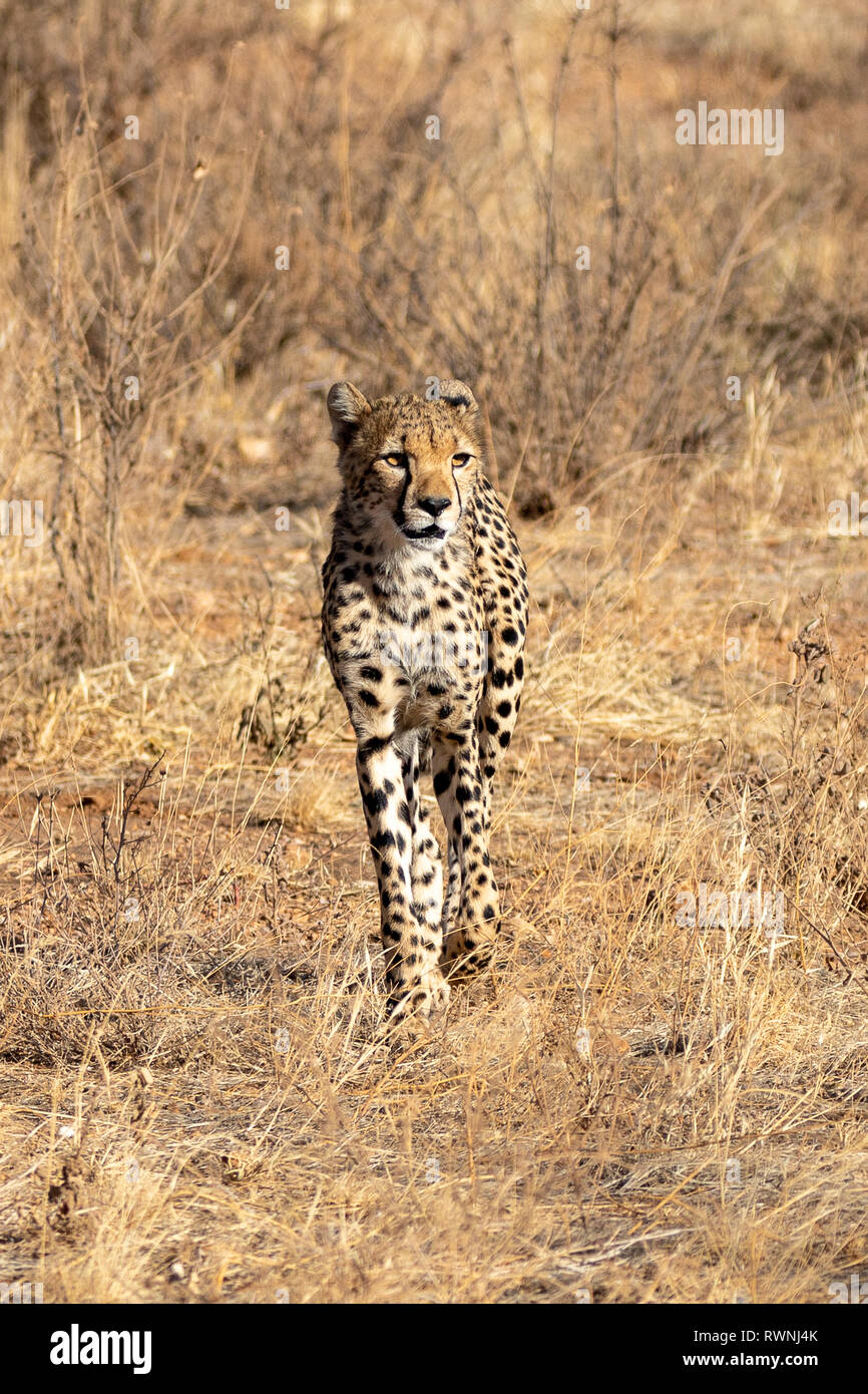 Cheetah im Morgenlicht in der Masai Mara, Kenia, Afrika Stockfoto