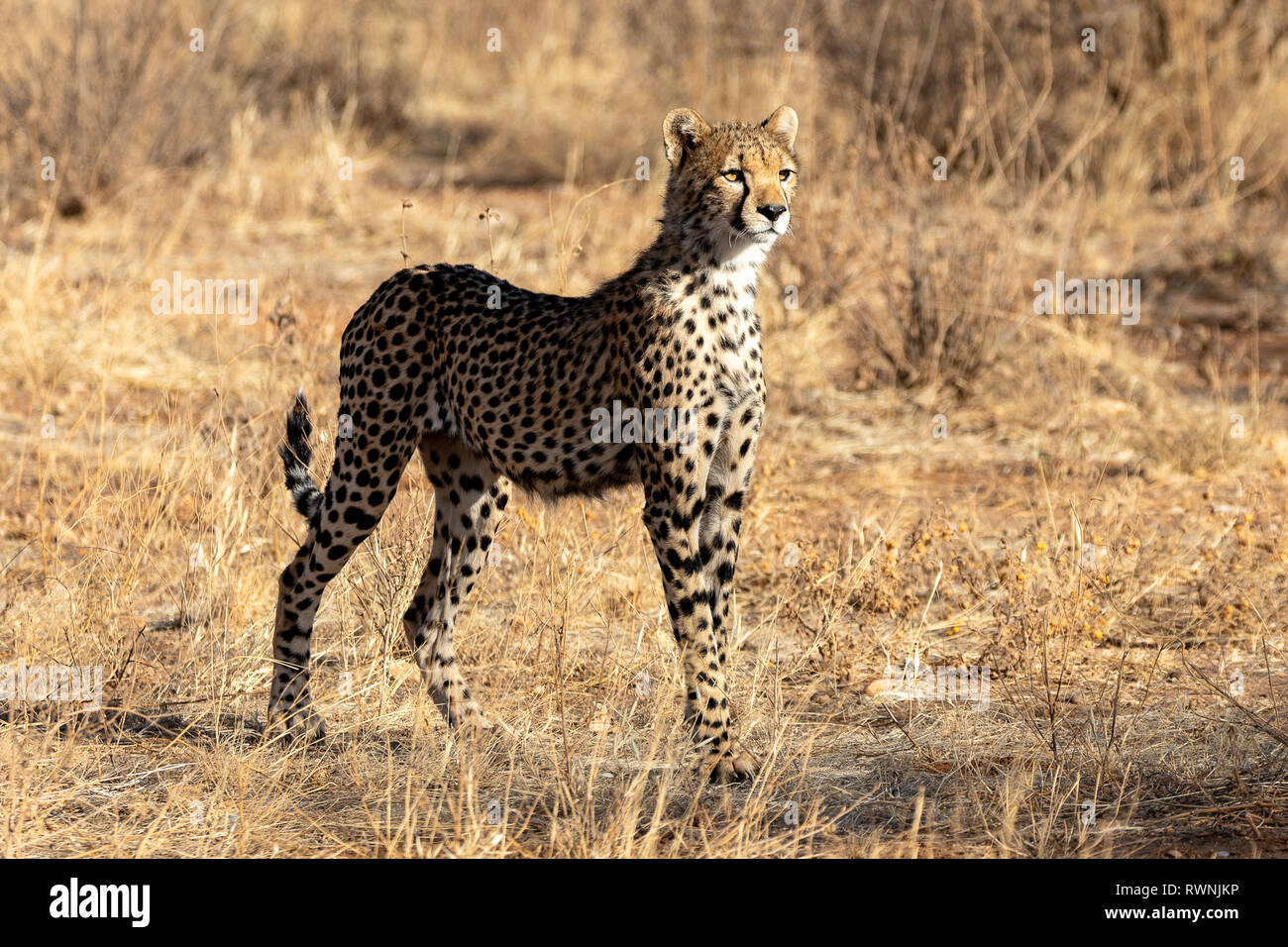 Cheetah im Morgenlicht in der Masai Mara, Kenia, Afrika Stockfoto