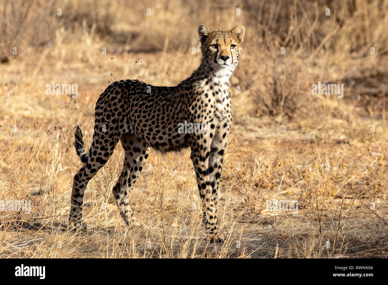 Cheetah im Morgenlicht in der Masai Mara, Kenia, Afrika Stockfoto