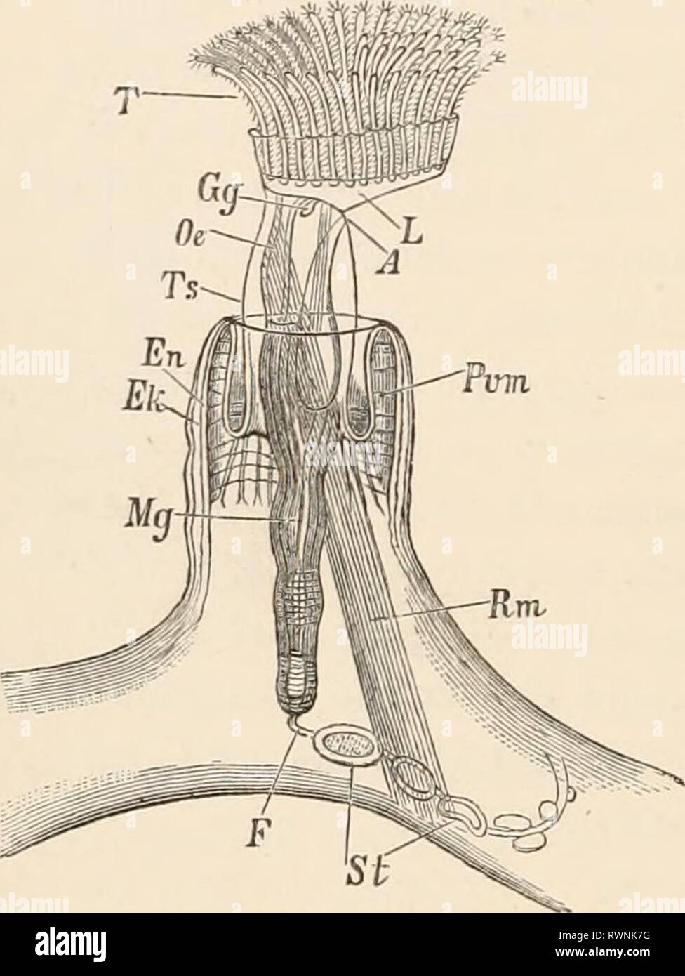 Elementare Lehrbuch der Zoologie (1884) Elementare Lehrbuch der Zoologie elementarytextbo 0201 clau Jahr: 1884 MOLLUSKOIDEA. Auch kalkhaltigen, selten gallertartige Exoskelett, das aus der Verhärtung der Kutikula entsteht, um die einzelnen zooids. Jedes zooid (zocecium) (Abb. 545) wird entsprechend durch eine sehr regelmäßige und symmetrischen Fall - Die ectocyst oder Zelle umgeben; durch die Öffnung der vorderen Teil des weichen Körper, der enthaltenen Zooid mit seinen tentacular Krone ragte sein kann. Die Form der Zellen, und die Art und Weise, in der sie miteinander verbunden sind, sind sehr unterschiedlich in der Stockfoto