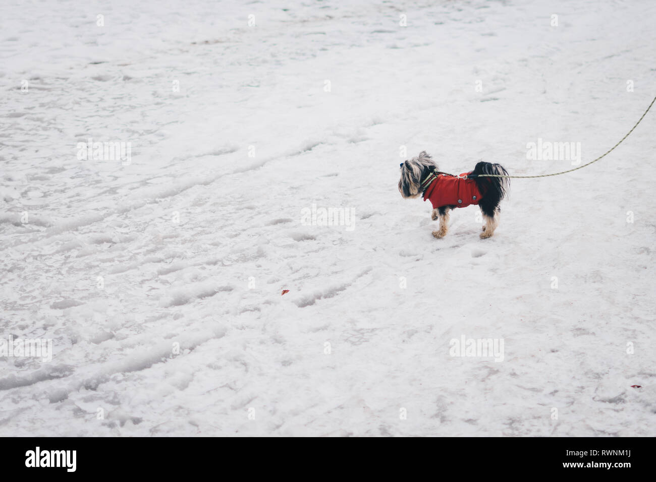 Kleiner Hund im roten Mantel an der Leine, im Schnee in Polen. Stockfoto