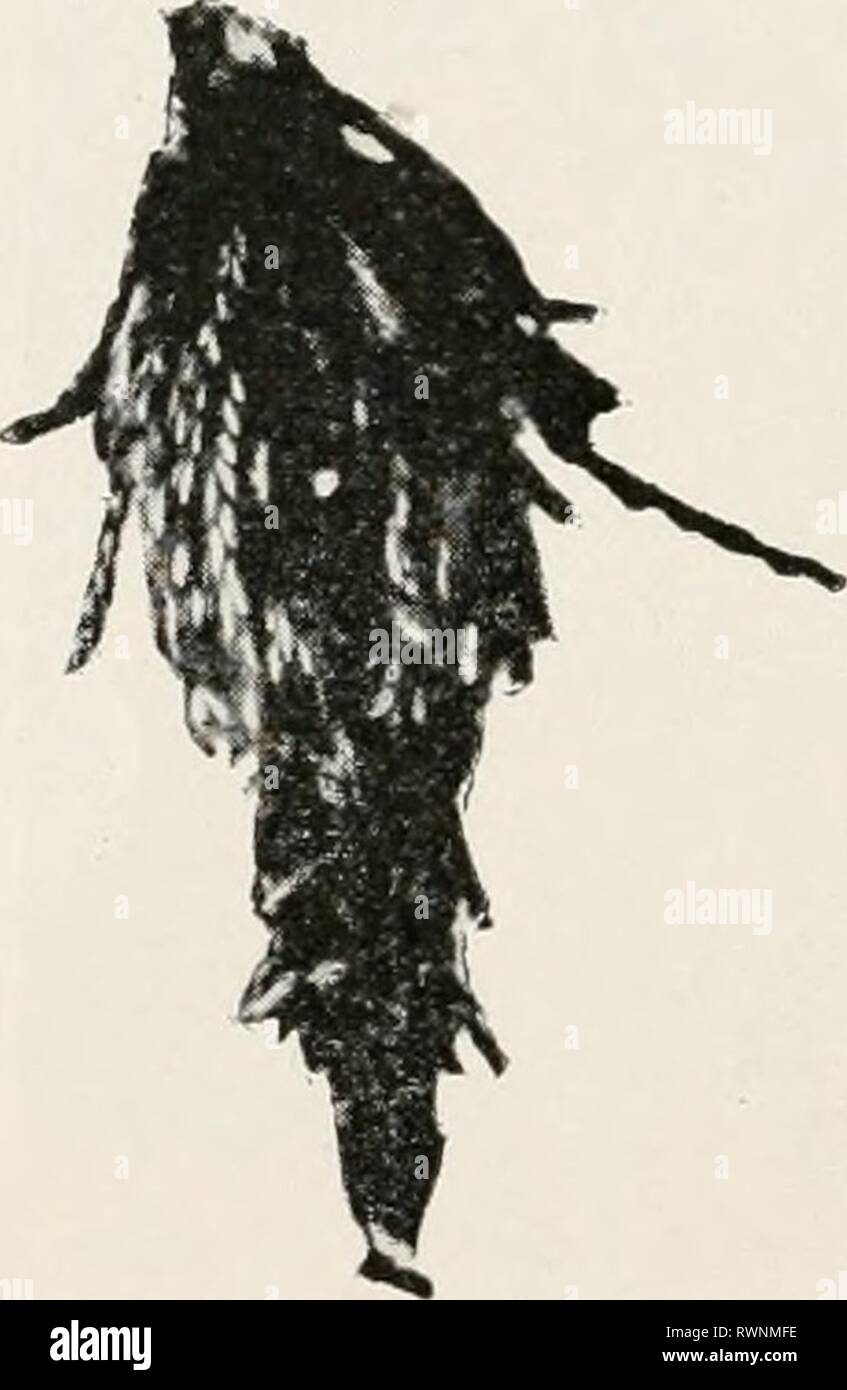 Elementare Studien in Insekten elementare Studien in Insekten elementarystudie 00 Jagd Jahr: 1902 04 ELEMENTARE STUDIEN IN Insekten leben in das Gewebe, durch einen anderen Stings, Tod folgt. Wenn der Honig-Biene sticht das menschliche Fleisch der Stachel bleibt im Allgemeinen, und die Biene, wenn nicht vorher getötet, stirbt auf der Wunde durch das Aufreißen der Organe mit dem Stachel verbunden. Dieser Stachel, dann ist nicht so viel für den Schutz des Einzelnen wie für die Verteidigung der Heimat und seine Stockfoto