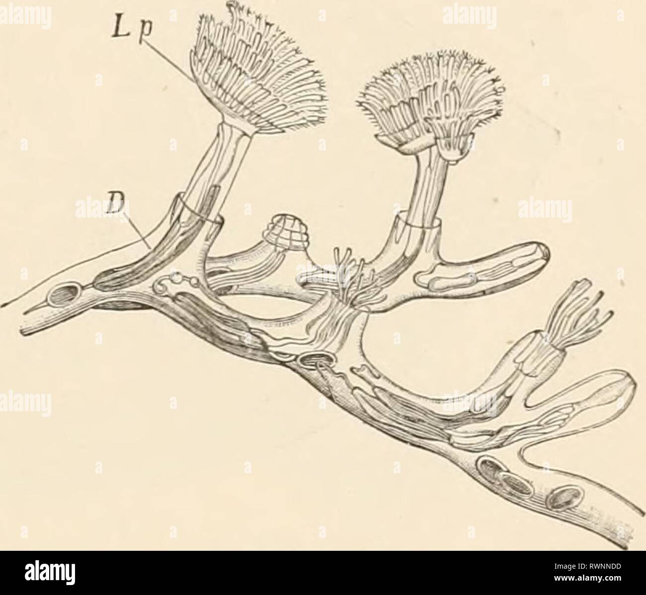 Pilosa bestellen Fotos und Bildmaterial in hoher Auflösung Alamy