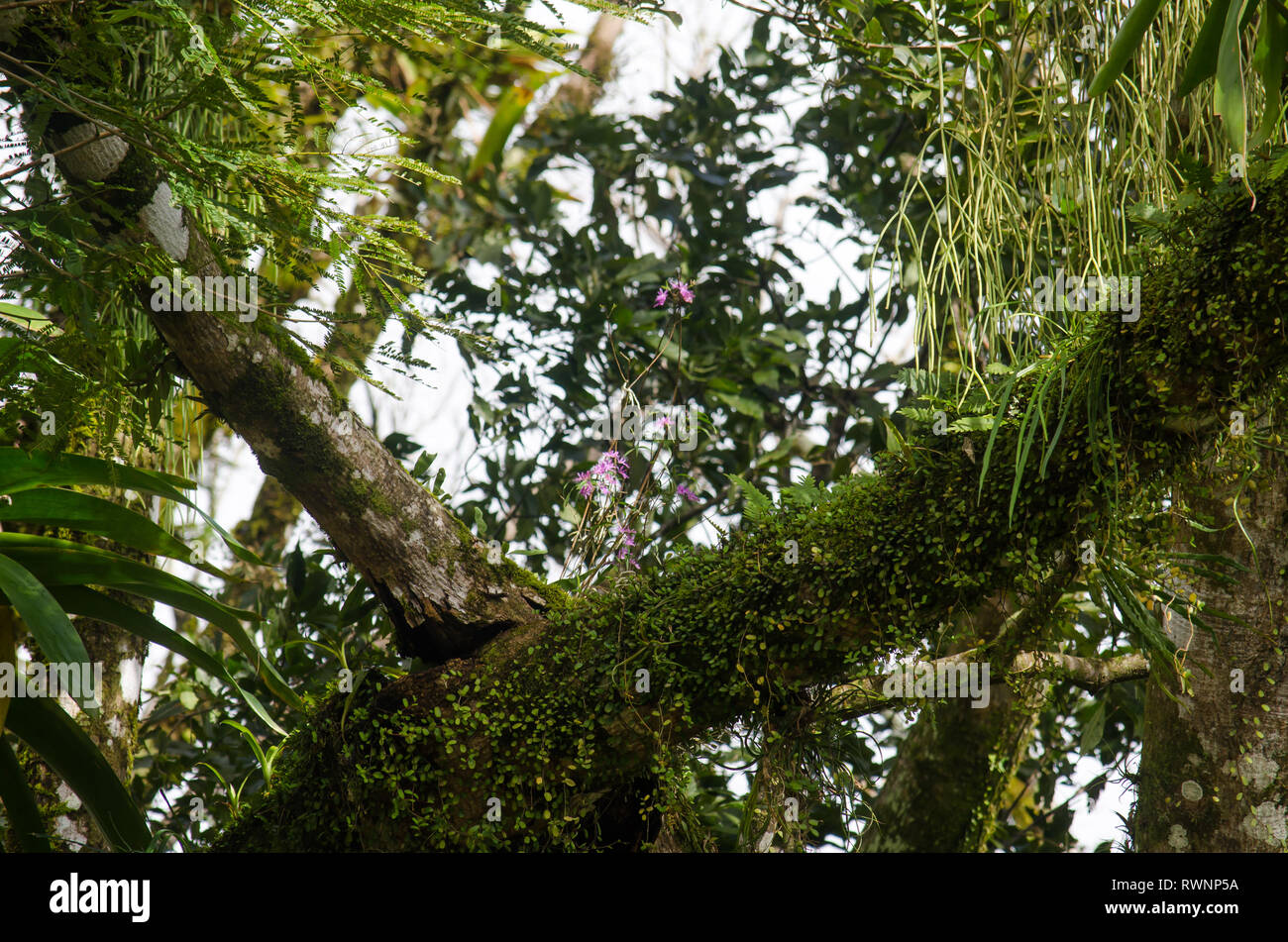 Filiale bedeckt mit vielen Epiphyten in Tilaran, Costa Rica. Stockfoto