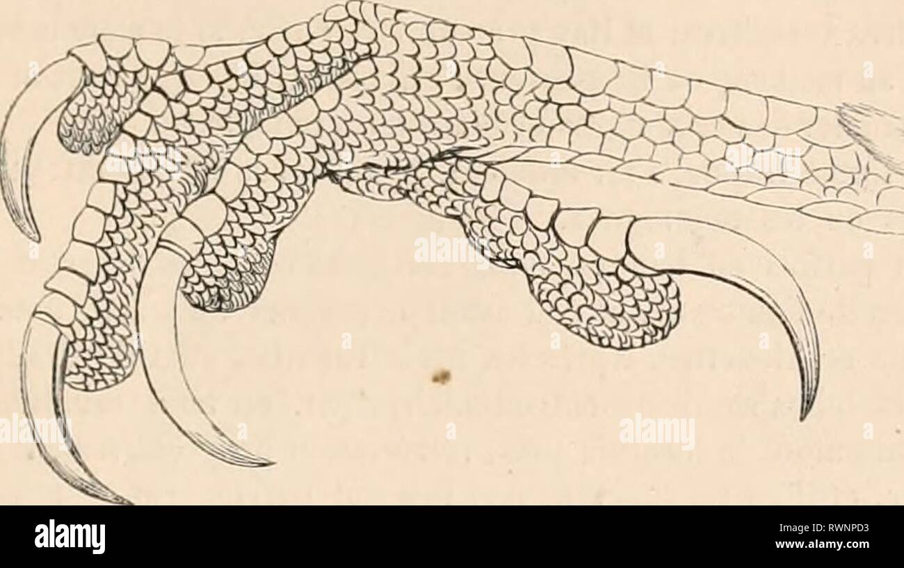 Encyclopédie d'histoire naturelle; ou EncyclopÃ©sterben, "Traité d'Histoire Naturelle, OE, TraitÃ© complet de cette Wissenschaft d'Après-ski les Travaux des naturalistes les plus Ã © minents de tous les pays et de toutes les Ã©poques: Buffon, Daubenton, LacÃ © pÃ¨de, G.Cuvier, F. Cuvier, Geoffroy Saint-Hilaire, Latreille, De Jussieu, Brongniart, etc. etc. encyclopdiedhi 01 chen Jahr: [1850?-1861?] Abb. 56. Â Buse Kommune. Fi'. 57. Â Buse Kommune. Ce genre se Compose de Vingt-huit Espò ¨ ces rÃ©Parteien dans les diverses contrÃ©es du Globe, dont une seule, La Buse ordinaire (Buteo vulgaris, Bechstein), appartien Stockfoto