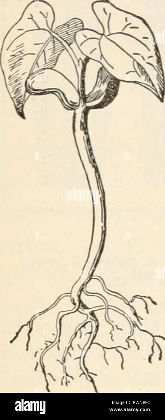 Elemente der Biologie; eine praktische Elemente der Biologie; ein praktisches Lehrbuch Korrelation von Botanik, Zoologie, und die menschliche Physiologie elementsofbiolog 00 Jagd Jahr: [1907] VII. Wurzeln und ihrer Arbeit die Entwicklung einer Bean Sämling hat uns gezeigt, dass die Wurzel immer zuerst wächst. Eine der wichtigsten Funktionen der Wurzel einer jungen Pflanze ist, dass der Holdfast Shores, ein Anker, um sie wieder in den Ort, wo es zu entwickeln befestigen. In diesem Kapitel wird uns zeigen, sehr viele andere Verwendungen von der Wurzel zu den Anlagen, die Aufnahme von Wasser, die Lagerung von Lebensmitteln, Klettern, etc. Alle anderen Funktionen als die Erste stat Stockfoto