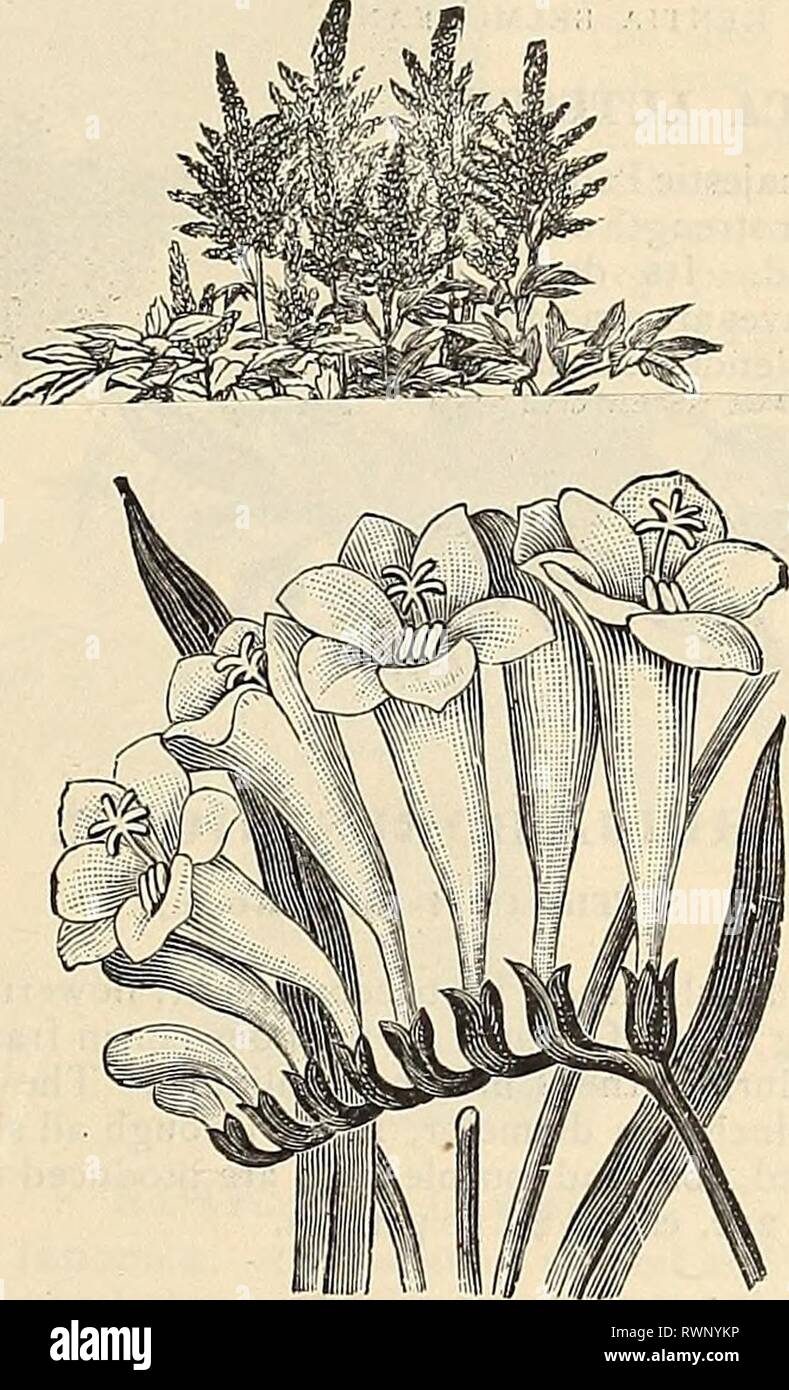 Elliott's Blumenzwiebeln, dass bloom Elliott's Blumenzwiebeln, die Blüte im Frühjahr 1895 elliottsflowerin wmel Jahr: 1895 CYCLAMEN. Unter den vielen schönen Pflanzen, die im Flower House Gnade und Wohnzimmer im Frühling und Winter, wenn überhaupt, nur wenige sind so schön und interessant wie die Cyclamen entgegenkommend, sein ordentliches, keusch, anmutige kleine elegante Blumen, variierend von Schneewittchen, Crimson, sicher für Sie universal Bewunderung, während die Einfachheit der Kultur, die sie in der Reichweite von selbst diejenigen, die keine bessere Unterkunft als ein Wohnzimmer Fenster kann mit sich bringt. Cyclam Stockfoto