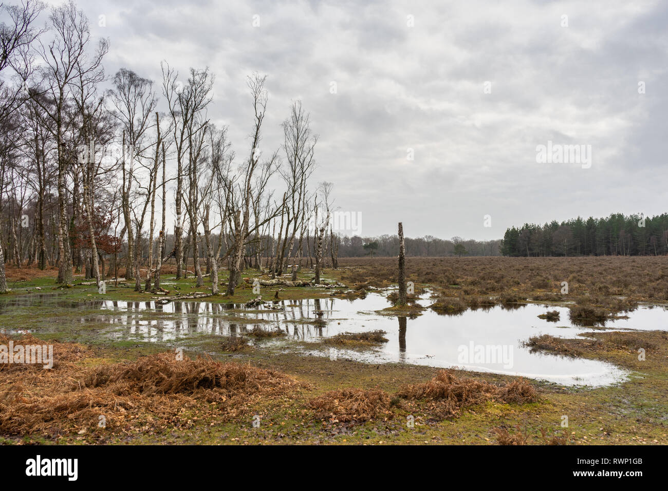 Überflutet Patch von Wäldern im neuen Wald im Winter 2019, New Forest National Park, Hampshire, England, Großbritannien Stockfoto