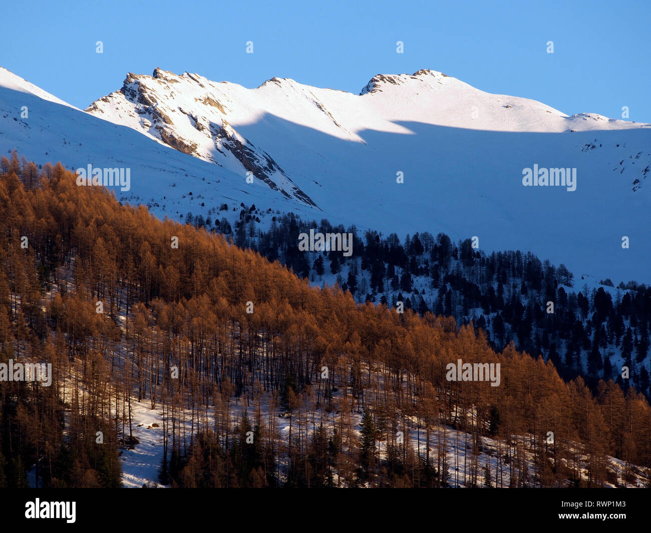 Abendlicht auf Wald und Crest südlich von den Aiguilles, Parc Regional du Queyras, Französische Alpen Stockfoto