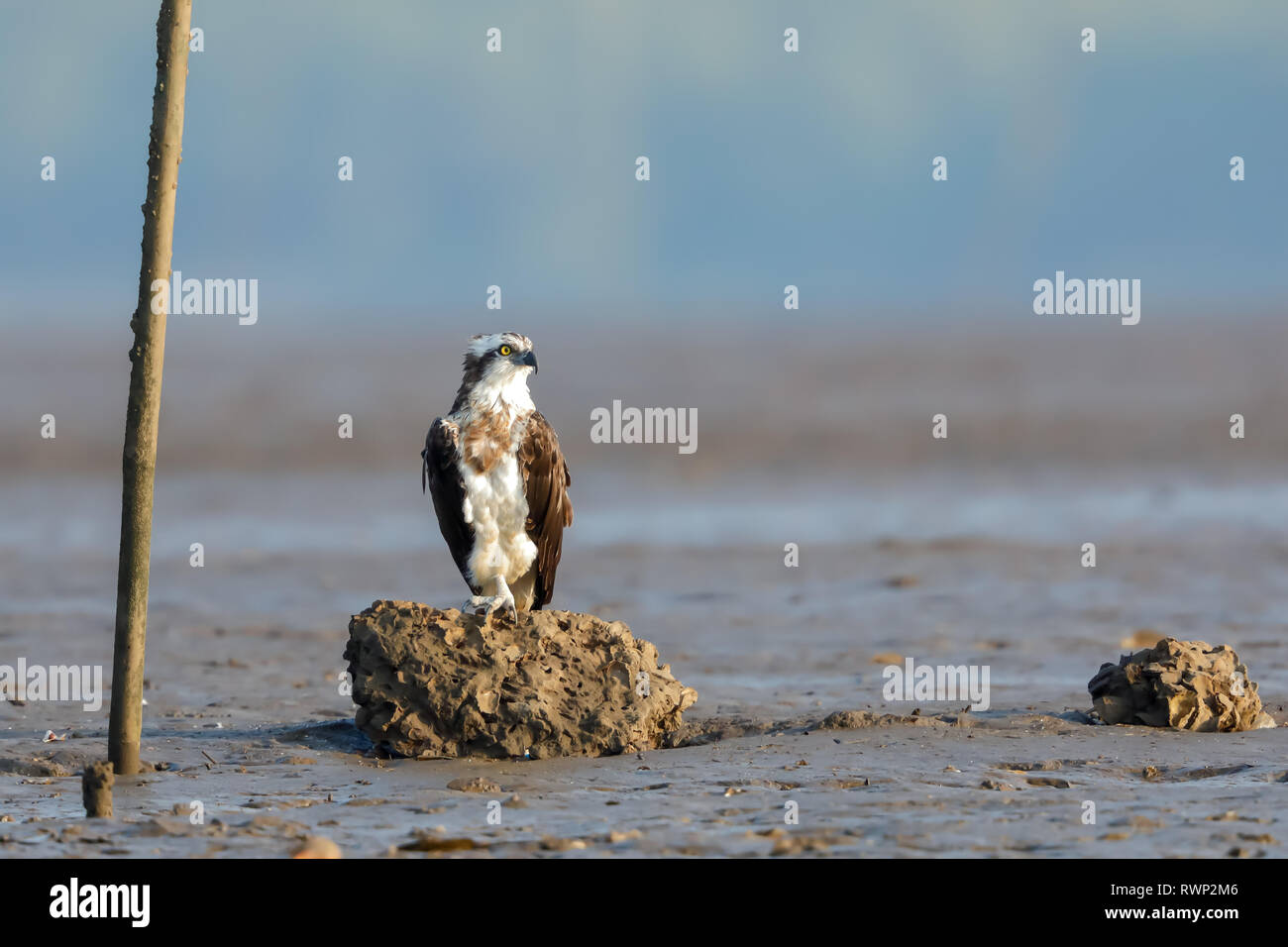 Eine Osprey thront auf einem Felsen Stockfoto
