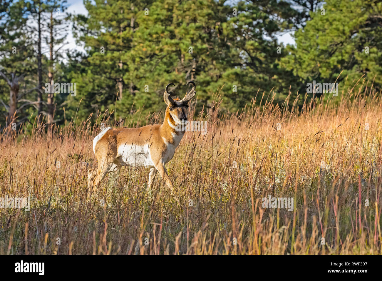 Pronghorn (Antilocapra americana); Custer, South Dakota, Vereinigte Staaten von Amerika Stockfoto