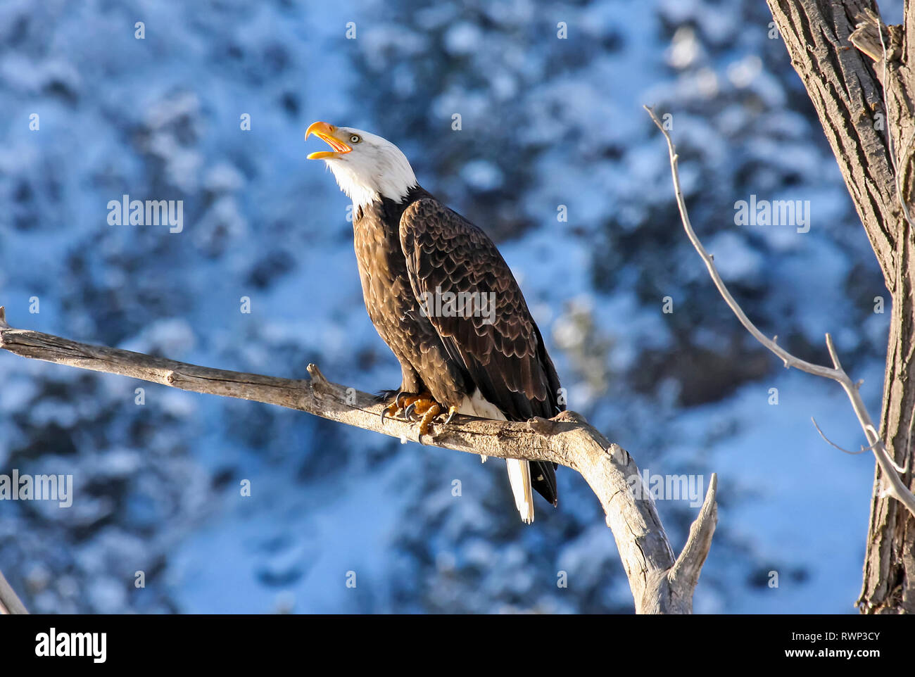 Weißkopfseeadler (Haliaeetus leucocephalus) auf einem Ast Aufruf gehockt, Colorado, Vereinigte Staaten von Amerika Stockfoto