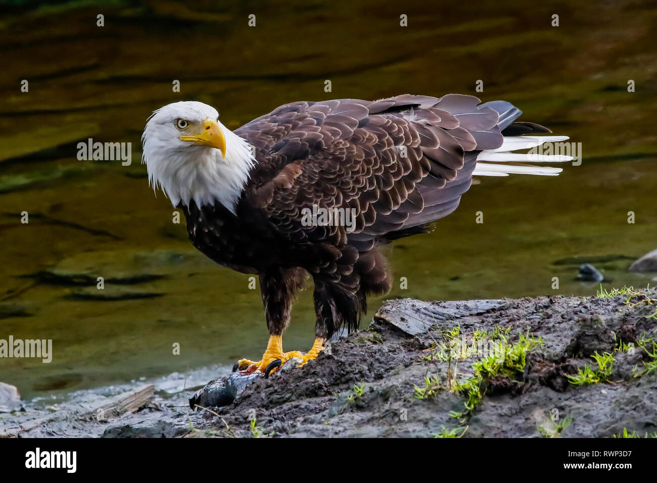 Weißkopfseeadler (Haliaeetus leucocephalus) stehen am Ufer an den Rand des Wassers, Colorado, Vereinigte Staaten von Amerika Stockfoto