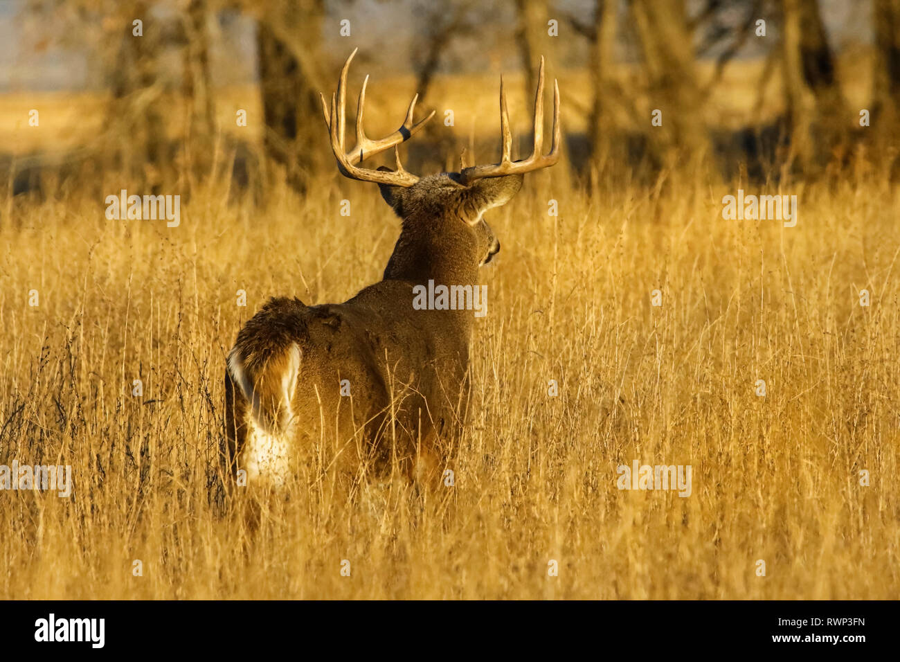 Weißwedelhirsche (Odocoileus virginianus) Buck, Eastern Plains, Colorado, Vereinigte Staaten von Amerika Stockfoto