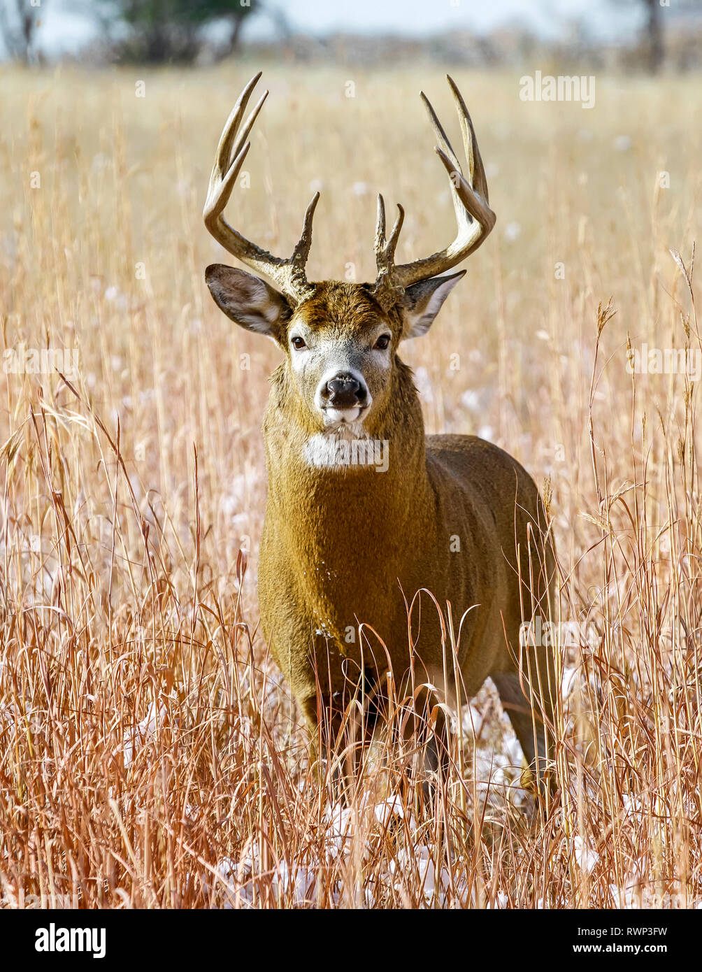 Weißwedelhirsche (Odocoileus virginianus) Buck, Eastern Plains, Colorado, Vereinigte Staaten von Amerika Stockfoto