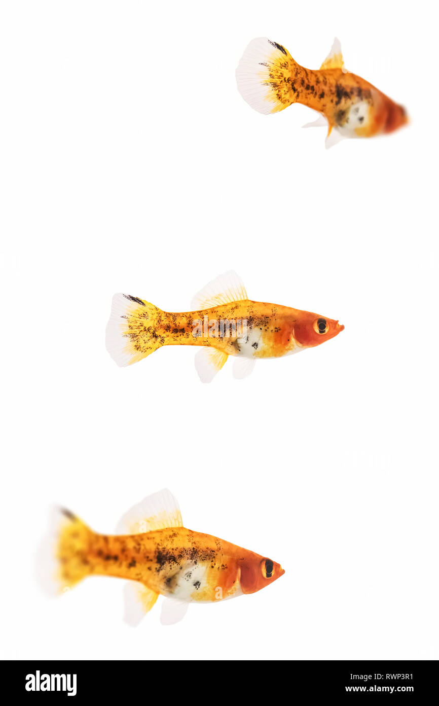 Drei weibliche Calico swordtail Fisch auf einem weißen Hintergrund Stockfoto