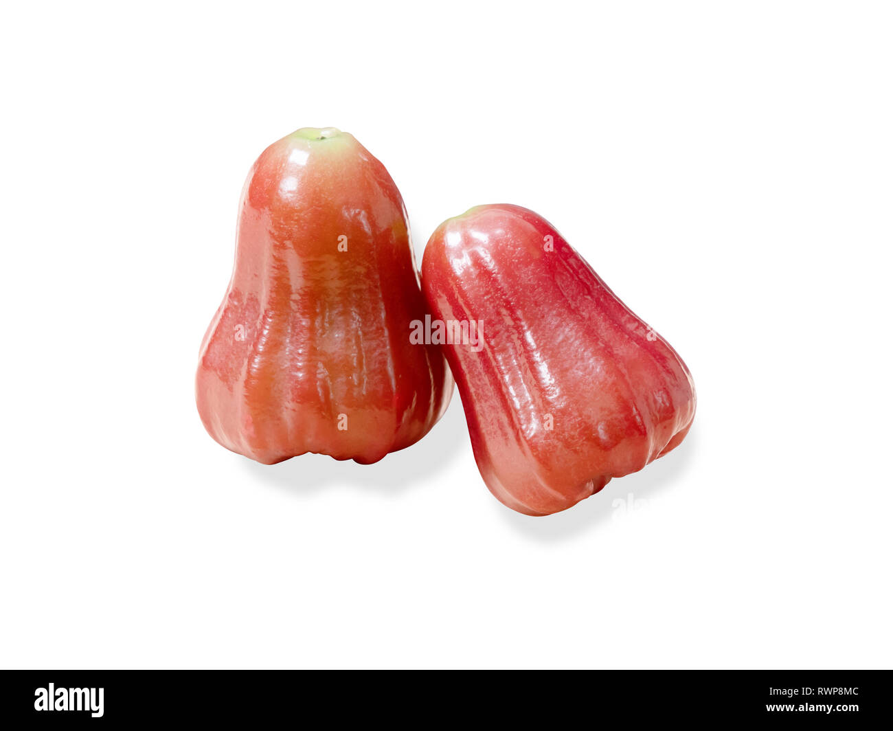 Zwei rose Äpfel auf weißem Hintergrund. Syzygium ist eine Gattung von Blütenpflanzen. Das kann gegessen werden. Stockfoto