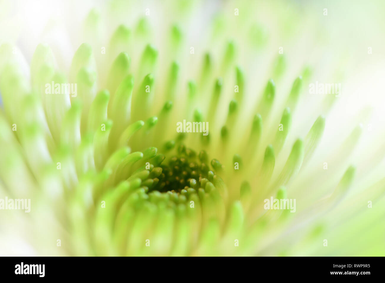 Wunderschöne grüne Natur Hintergrund. Floral Fantasy Design. Künstlerische abstrakte Chrysantheme Blumen. grüne Blätter. Ökologie Energie der Pflanze. Natürliche Makro. Stockfoto