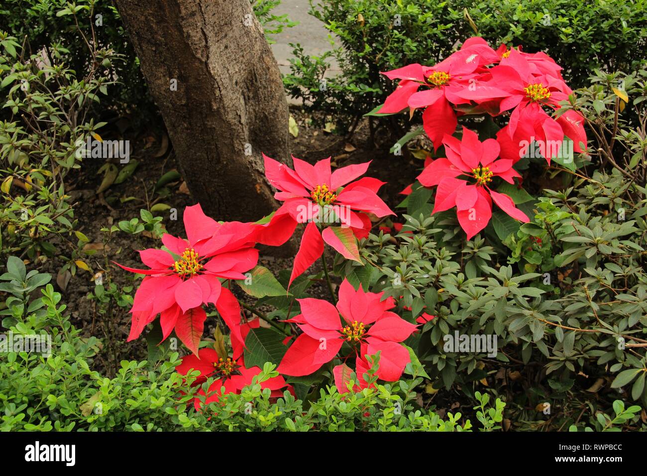 Der weihnachtsstern. Mexikanische Weihnachten Blume. Flor de La Noche Buena. Stockfoto