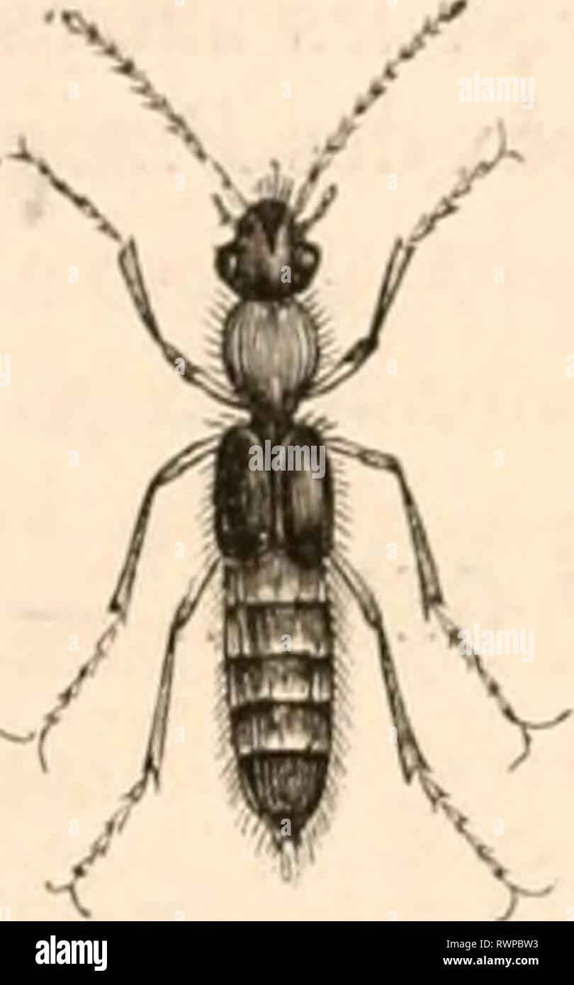 Encyclopédie d'histoire naturelle; ou EncyclopÃ©sterben, "Traité d'Histoire Naturelle, OE, traitÃ© complet de cette Wissenschaft d'Après-ski les Travaux des naturalistes les plus Ã © minents de tous les pays et de toutes les Ã©poques: Buffon, Daubenton, LacÃ © pÃ¨de, G.Cuvier, F. Cuvier, Geoffroy Saint-Hilaire, Latreille, De Jussieu, Brongniart, etc. encyclopdiedhi 06 c 0 Henne Jahr: [186-??] FI-187 -;;;;;;;; 59. Â PÅderus riparius. Abb. Gehen. Â PÅderus caUrjalus. D'Après-ski les Beobachtungen anatomiques de M. LÃ© auf Dufour, insÃ© rÃ©es dans les Annales des sciences nalureUcs, annÃ©e I 82 I, le tube Digestif de l*; edÃ¨res a la mÃ Stockfoto