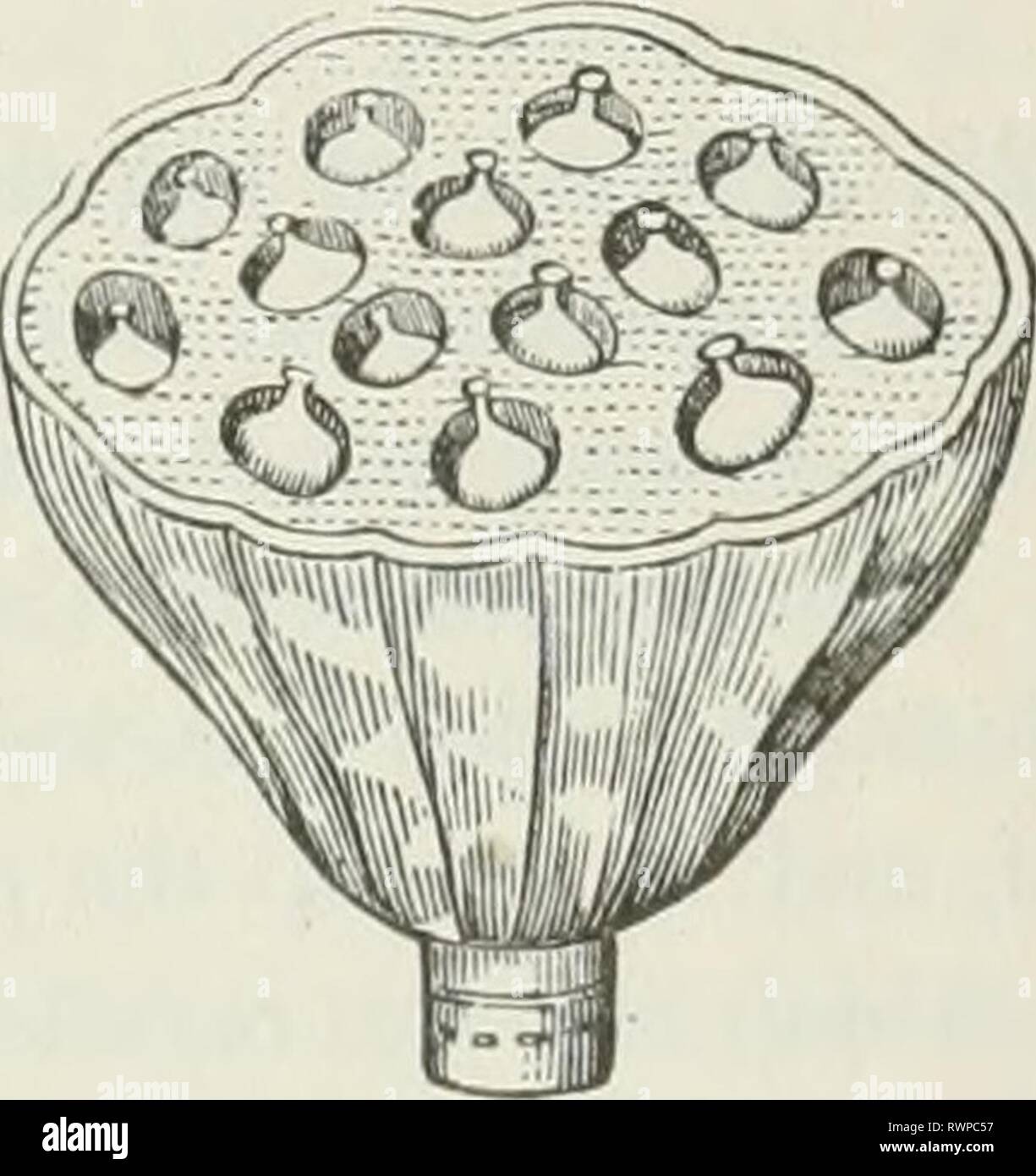 Die Elemente der Botanik für die Elemente der Botanik für Anfänger und für Schulen elementsbotany 00 grau Jahr: 1887 360 361 362 Beere, die Magnolia, etc. Es ist das Gefäß in der Erdbeere (Abb. 360) wesentlich vergrößert und Breiige, wenn reif, dem essbaren Teil der Früchte, und trägt die kleinen Samen - wie Blütenstempel auf seiner Oberfläche. In der Rose (Abb. 361), anstatt konvexe oder konisch, das Gefäß ist zutiefst konkav, oder urn-förmig. In der Tat, eine Rose-hip kann verglichen mit einem Strohhalm - Beere innen stellte sich heraus, wie die Finger eines Handschuhs rückgängig gemacht werden, und das Ganze durch die adlierent Lube von Th abgedeckt Stockfoto